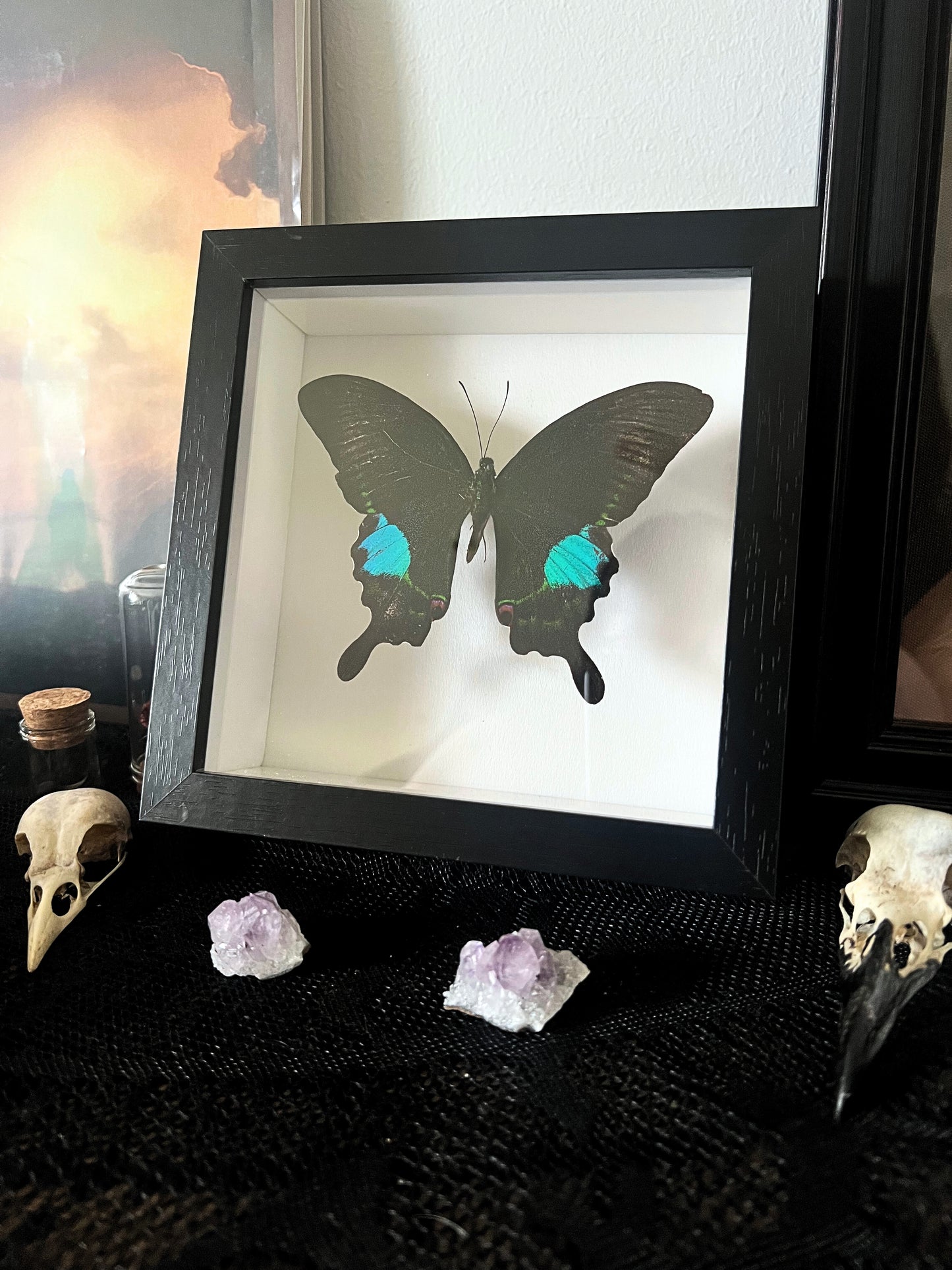 Tamil Peacock Swallowtail Butterfly (Papilio Paris Tamilana) in Shadow Box Frame