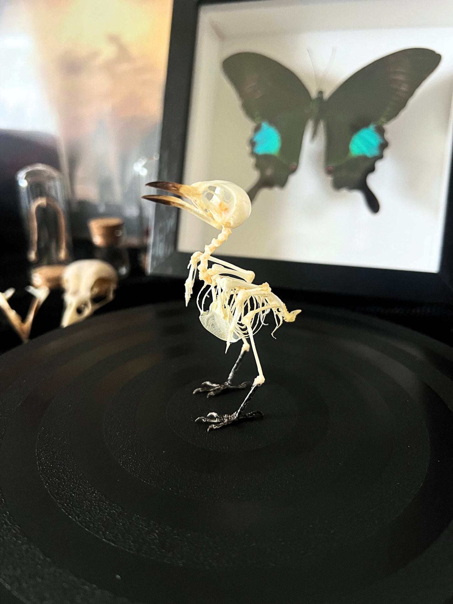 Small Minivet (Pericrocotus Cinnamomeus) Articulated Bird Skeleton