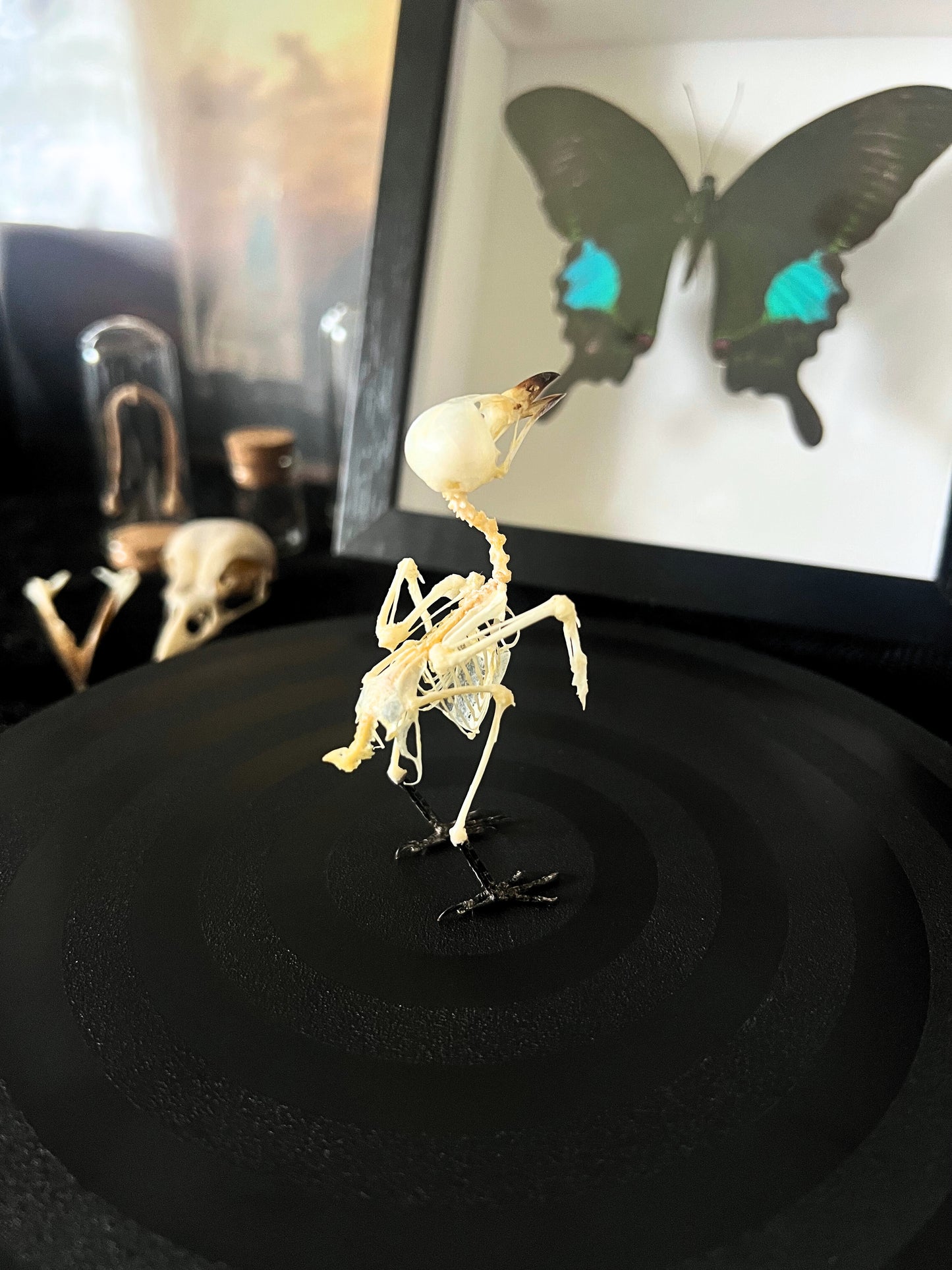 Small Minivet (Pericrocotus Cinnamomeus) Articulated Bird Skeleton