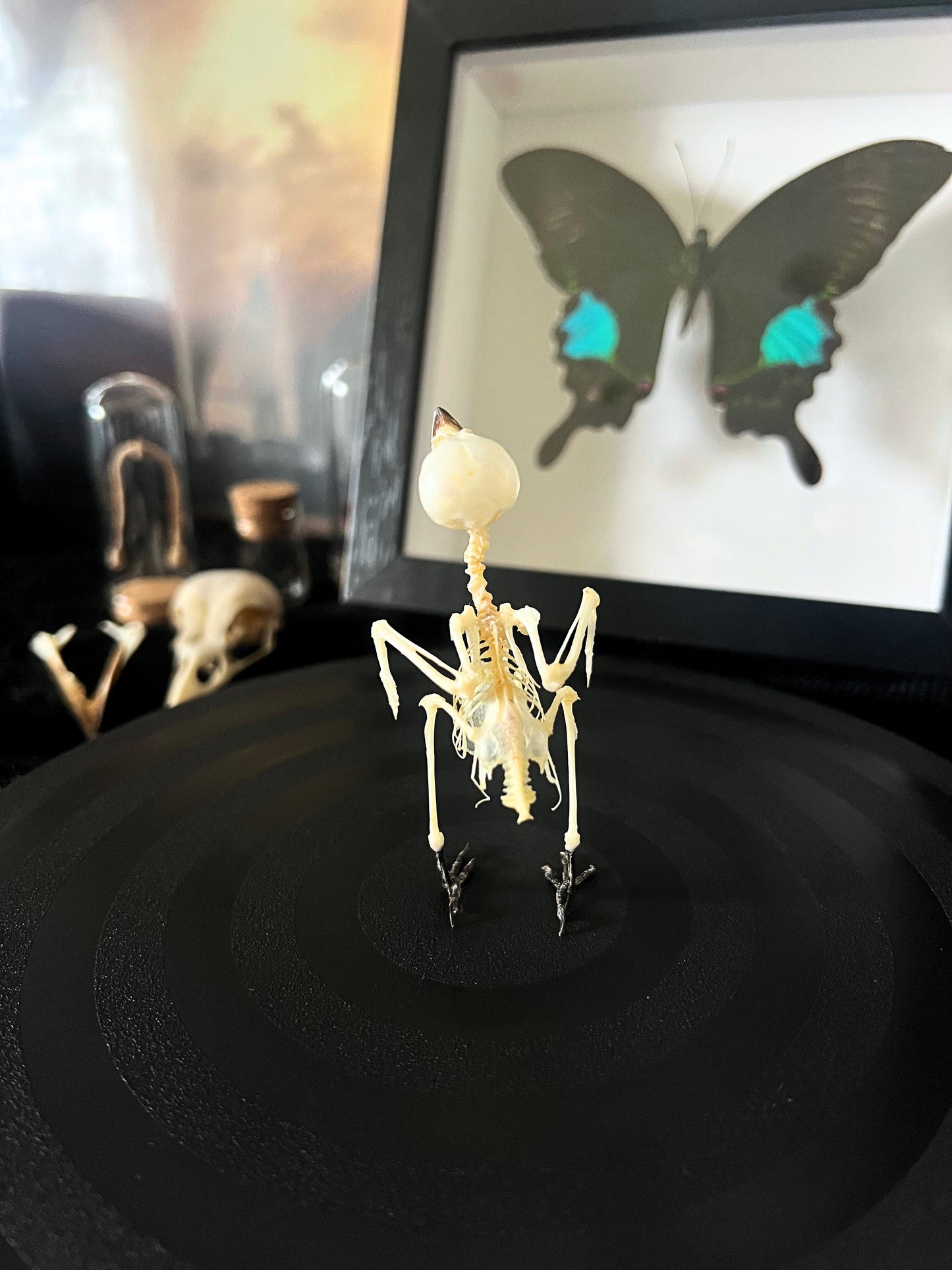 Small Minivet (Pericrocotus Cinnamomeus) Articulated Bird Skeleton
