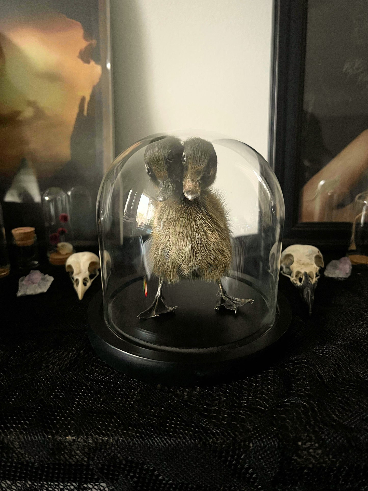 Two-Headed Taxidermy Brown Duckling in Glass Dome