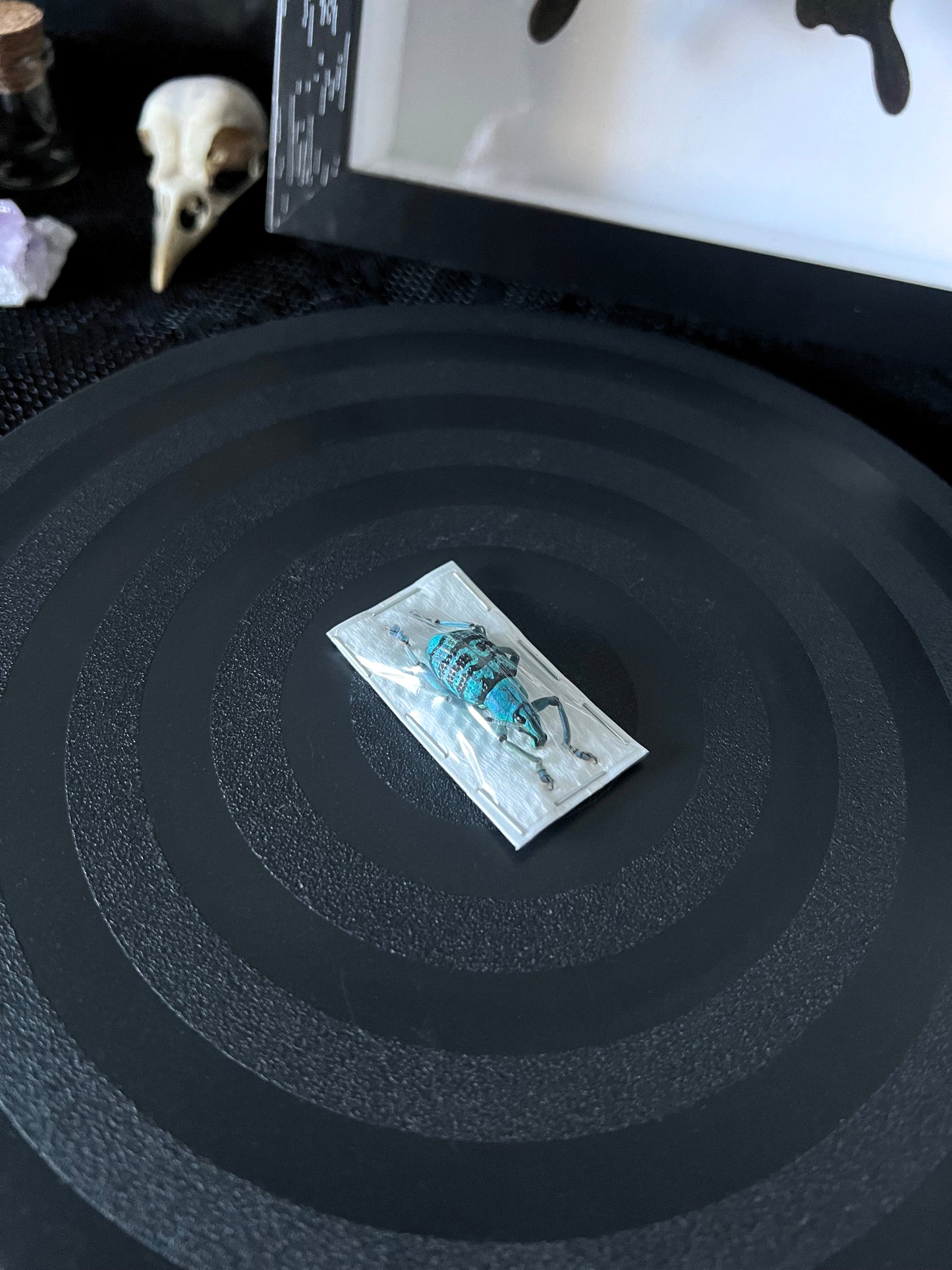 Turquoise Weevil Beetle (Eupholus Bortolussii) Specimen