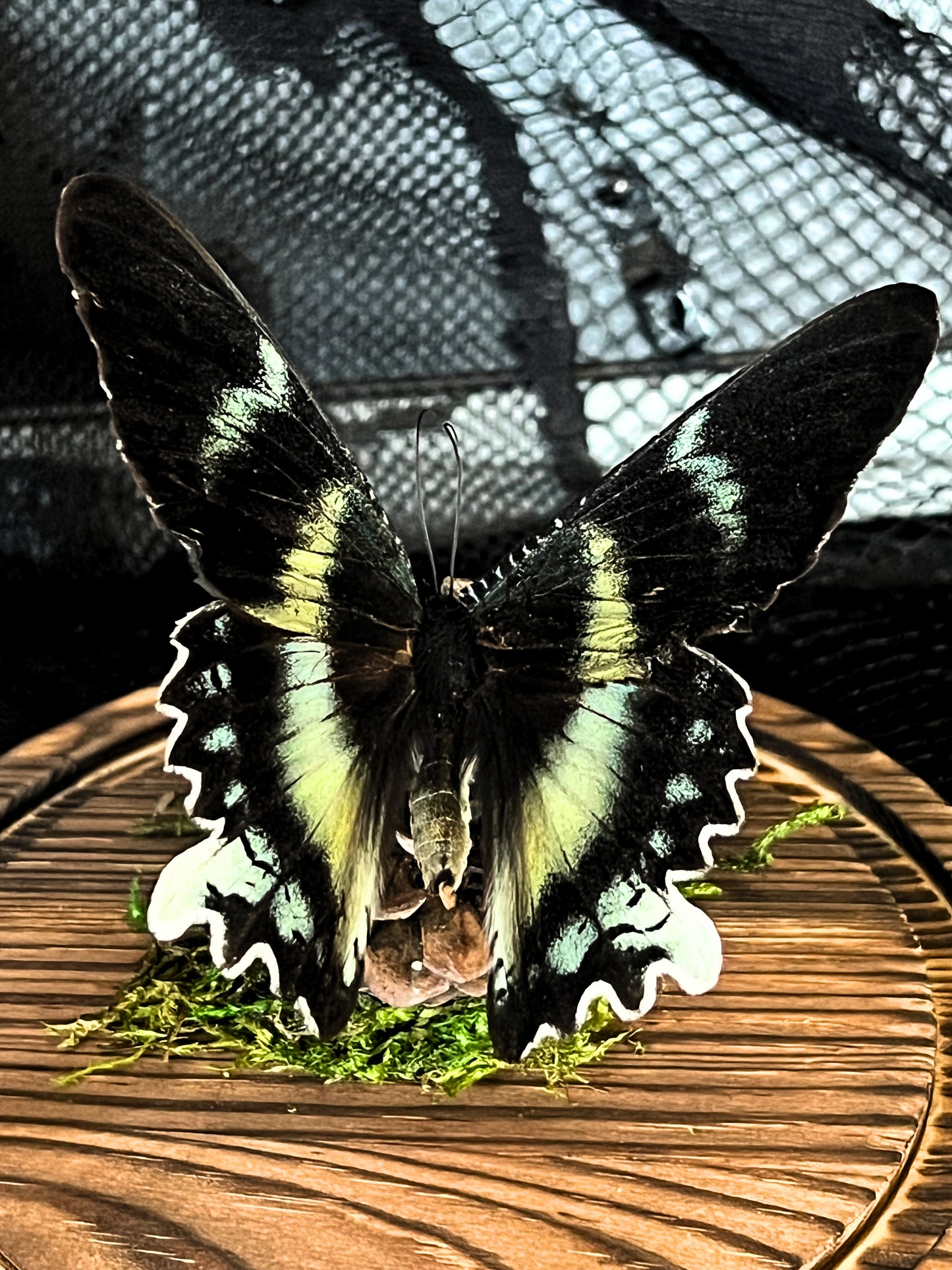 Swallowtail Moth (Alcides Orontes) in Glass Dome