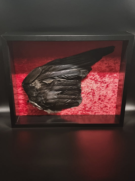 Western Jackdaw (C. m. spermologus) Wing in Frame