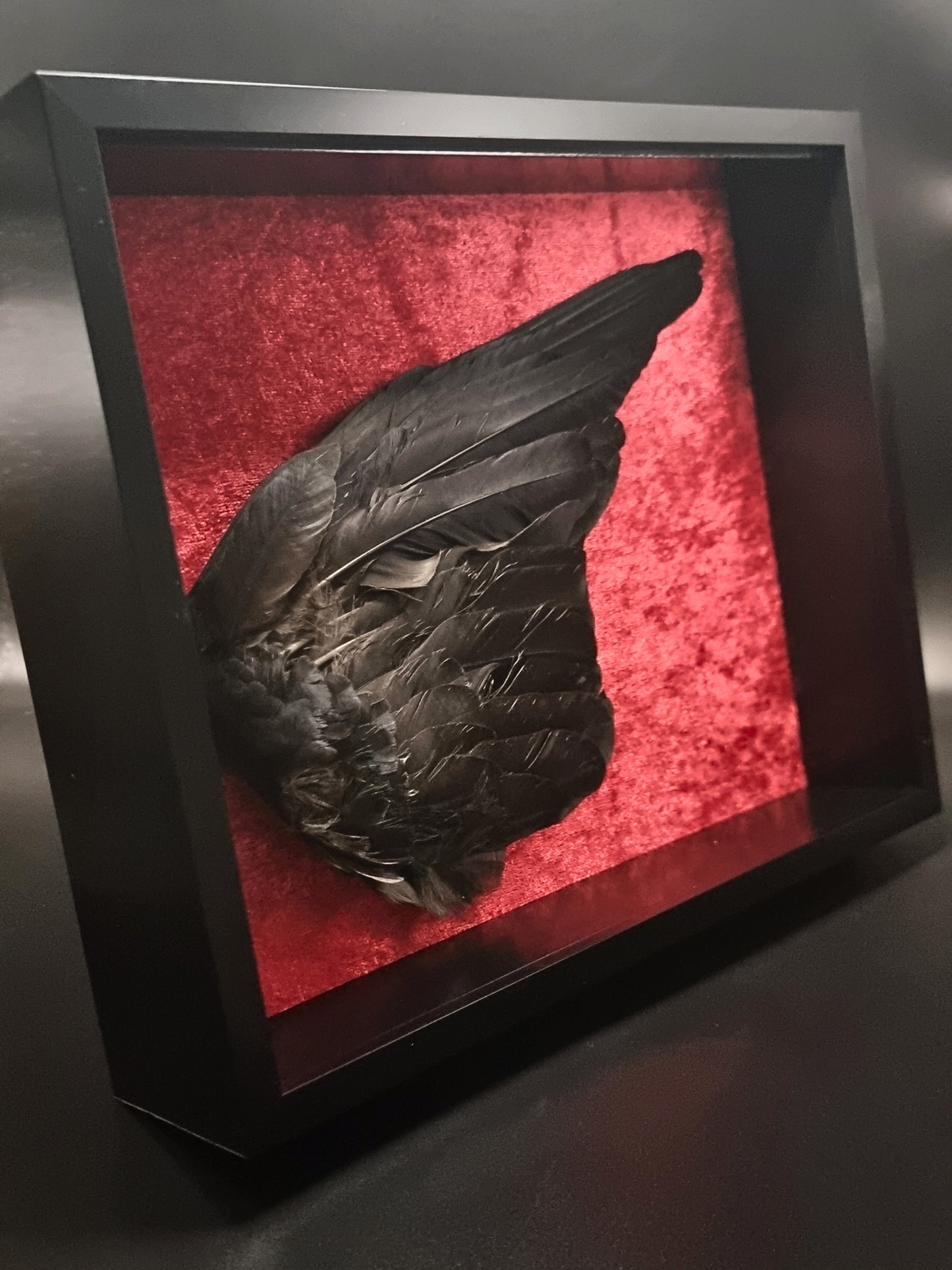 Western Jackdaw (C. m. spermologus) Wing in Frame