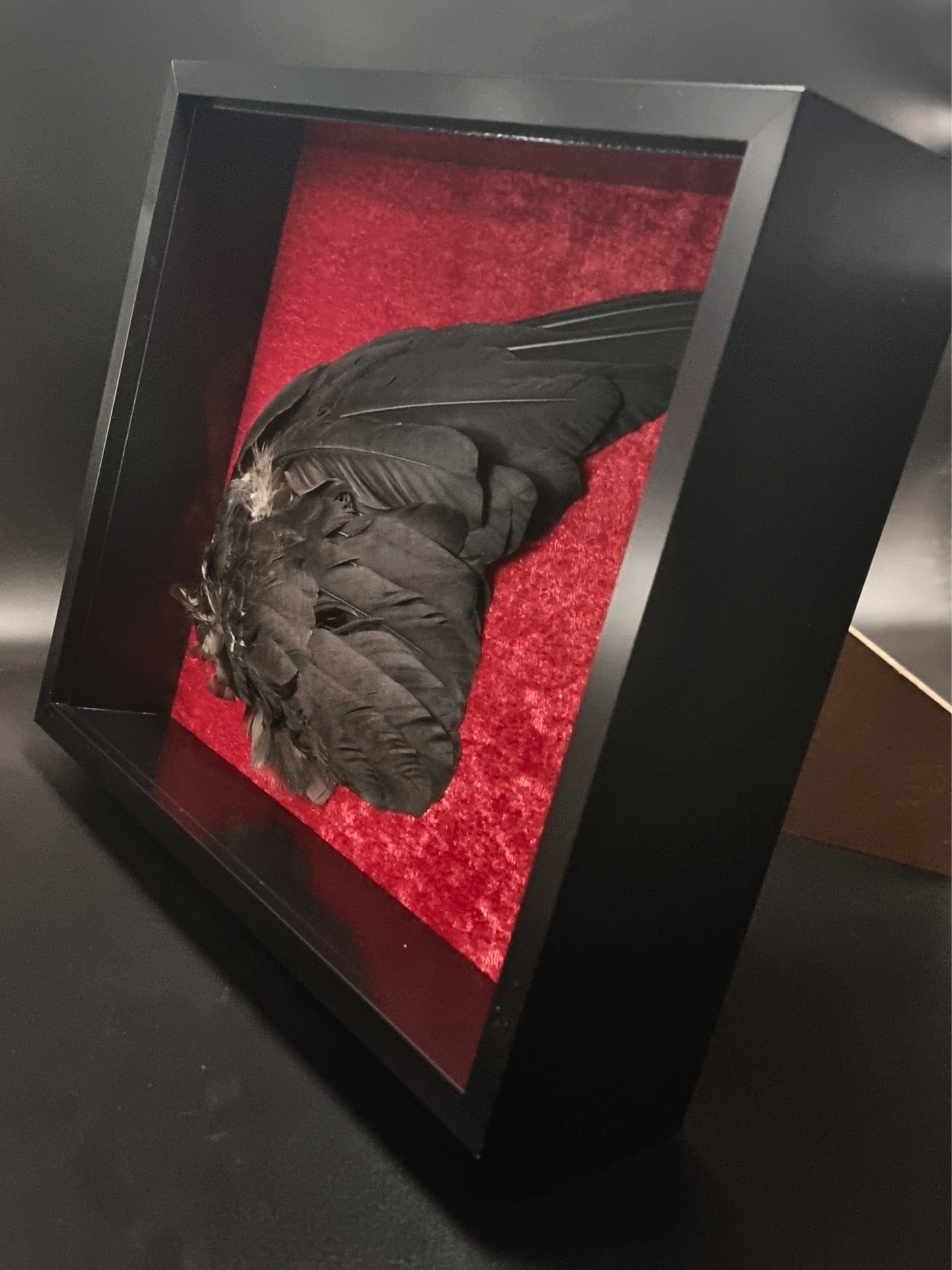 Western Jackdaw (C. m. spermologus) Wing in Frame
