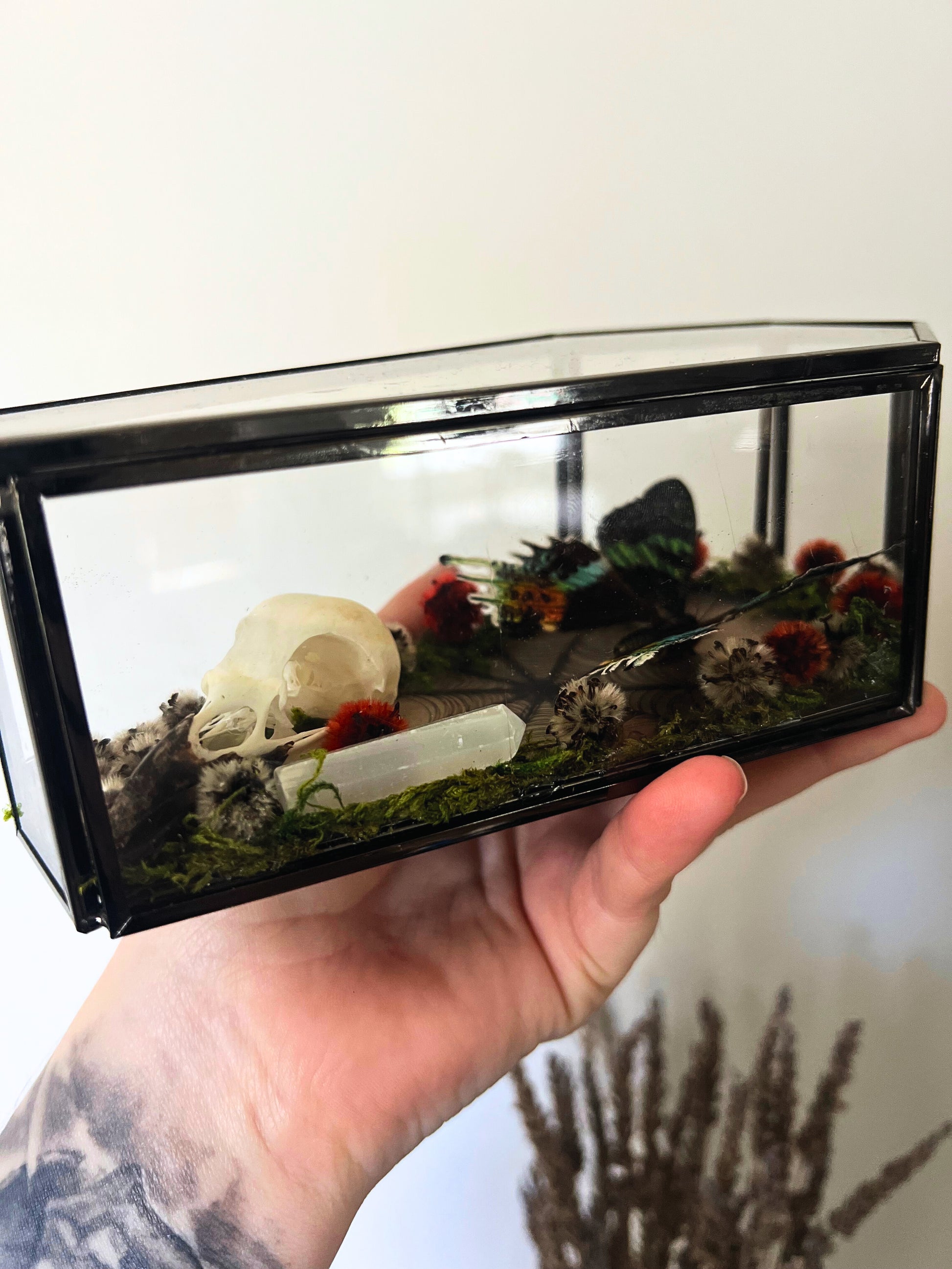 Madagascan Sunset Moth (Urania ripheus, Chrysiridia Rhipheus) & Magpie Skull (Pica Pica) in Coffin Display