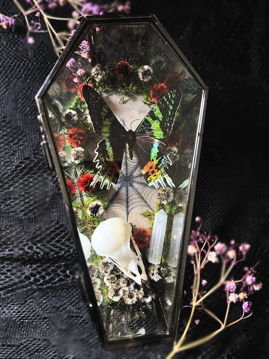 Madagascan Sunset Moth (Urania ripheus, Chrysiridia Rhipheus) & Magpie Skull (Pica Pica) in Coffin Display