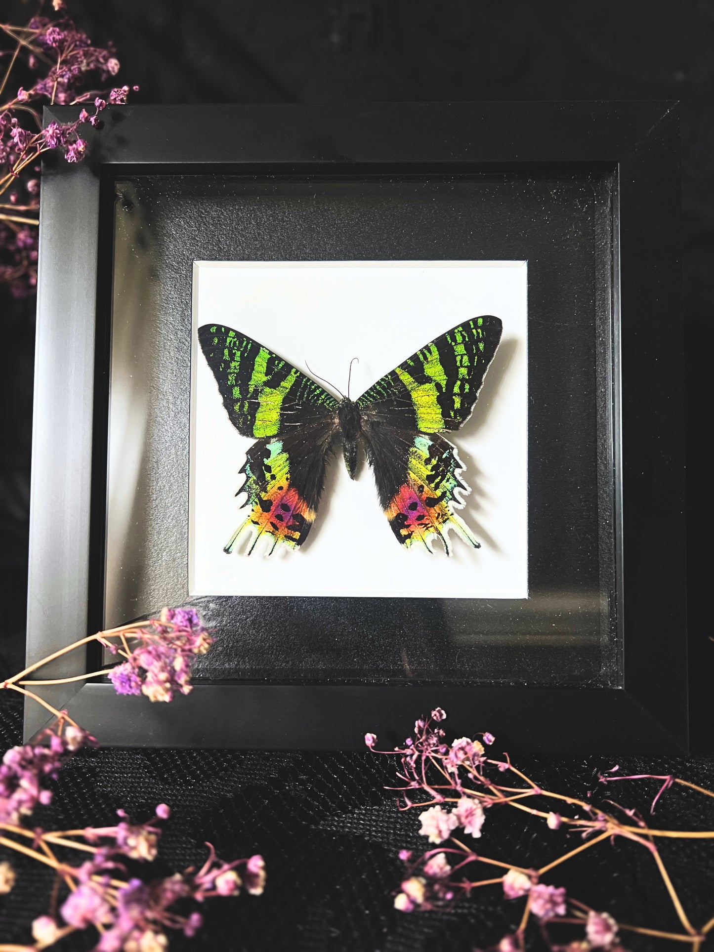 Madagascan Sunset Moth (Urania ripheus, Chrysiridia Rhipheus) in Shadow Box Frame