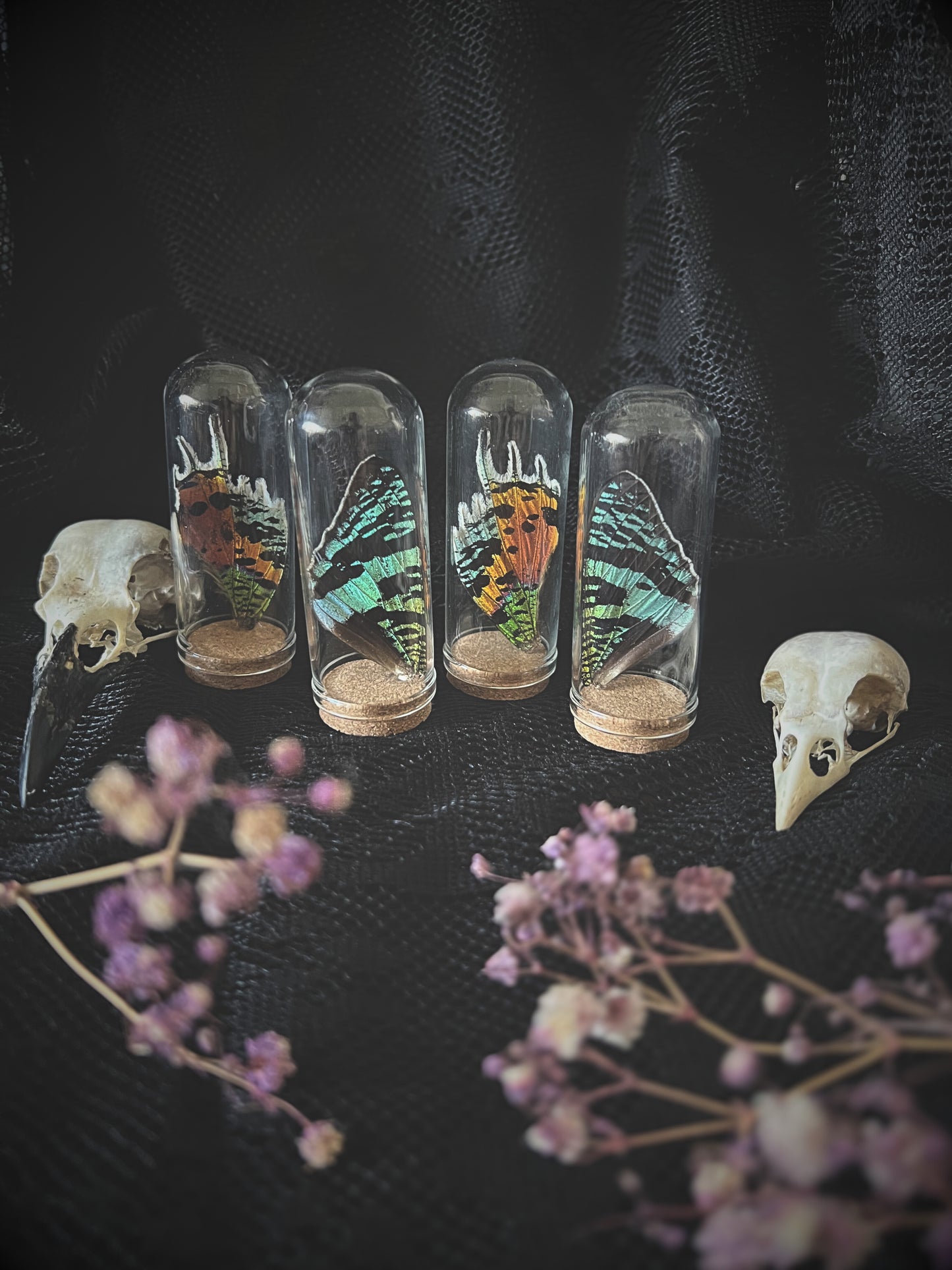 Set of glass containers with madagascan sunset moth wings on a dark surface with flowers.