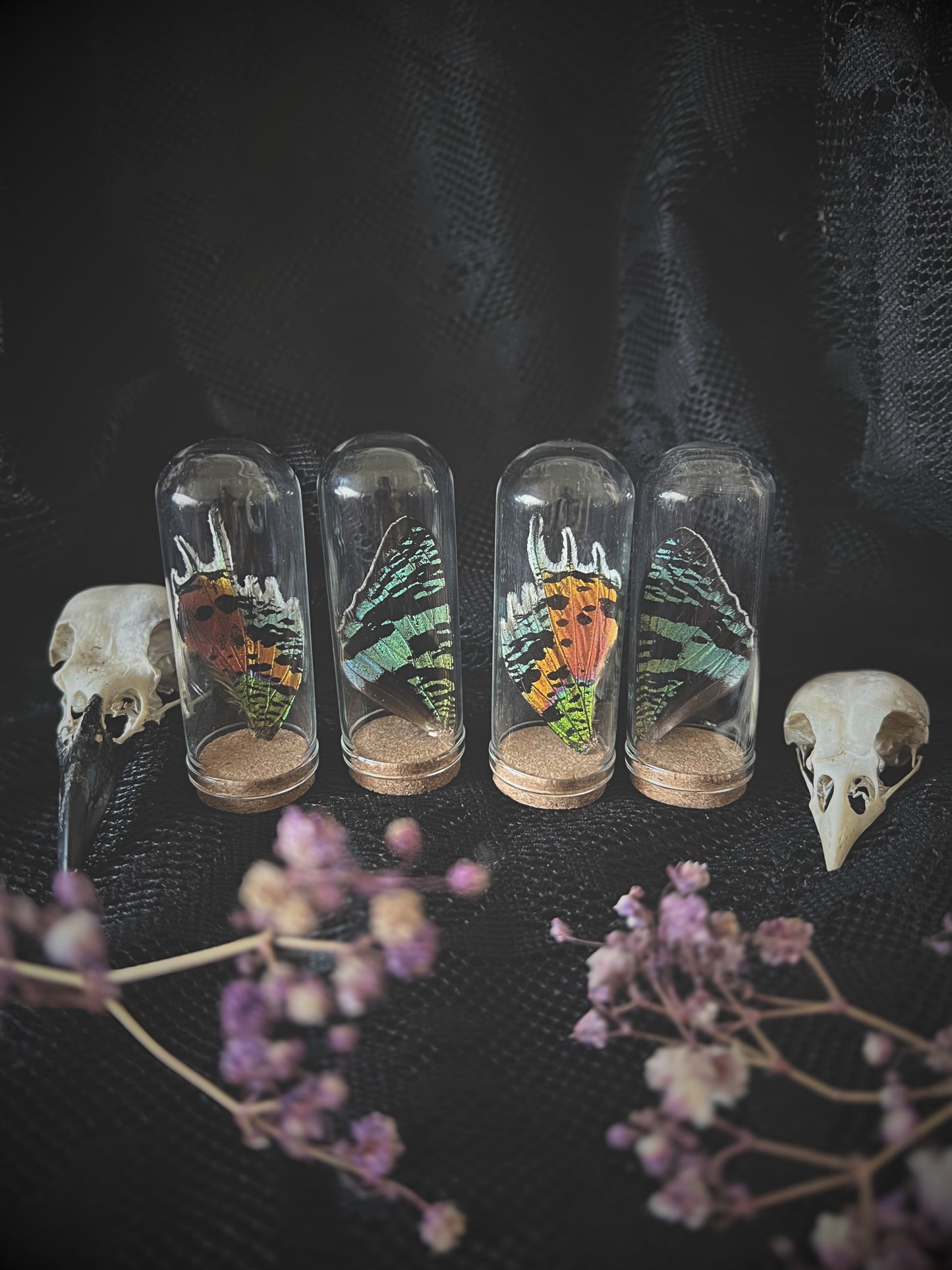 Five glass containers with madagascan sunset moth wings, on a dark textured surface with dried flowers.
