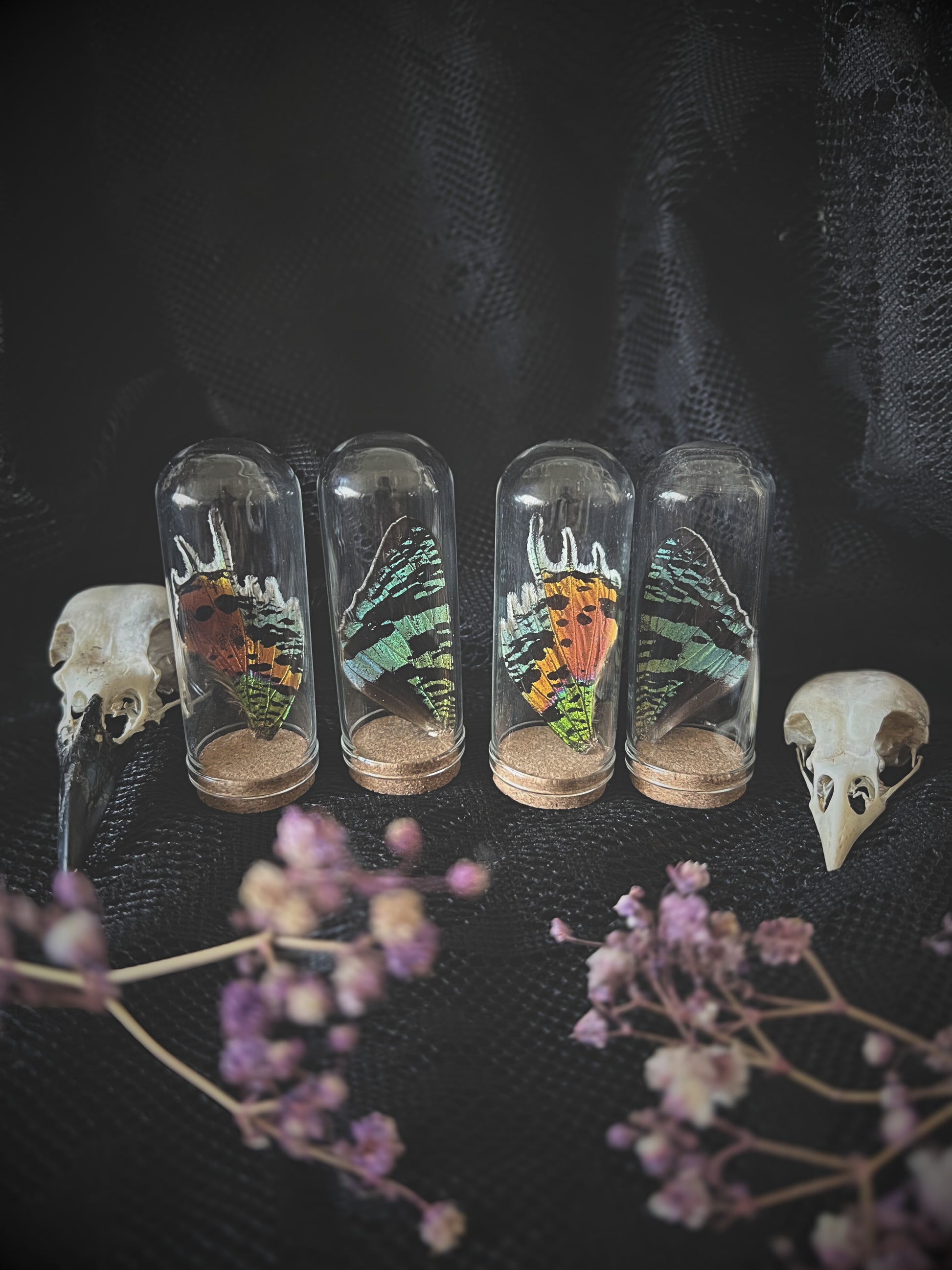 Five glass containers with madagascan sunset moth wings, on a dark textured surface with dried flowers.