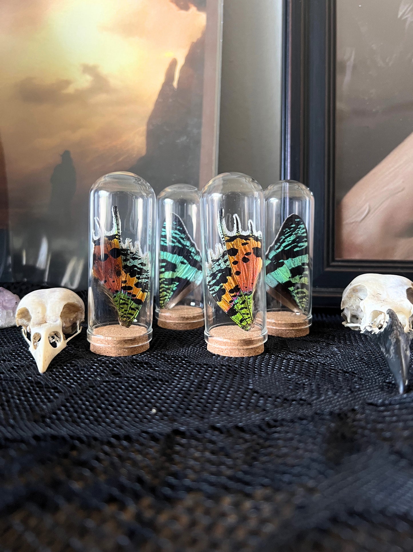 Four glass containers with madagascan sunset moth wings on a textured surface.