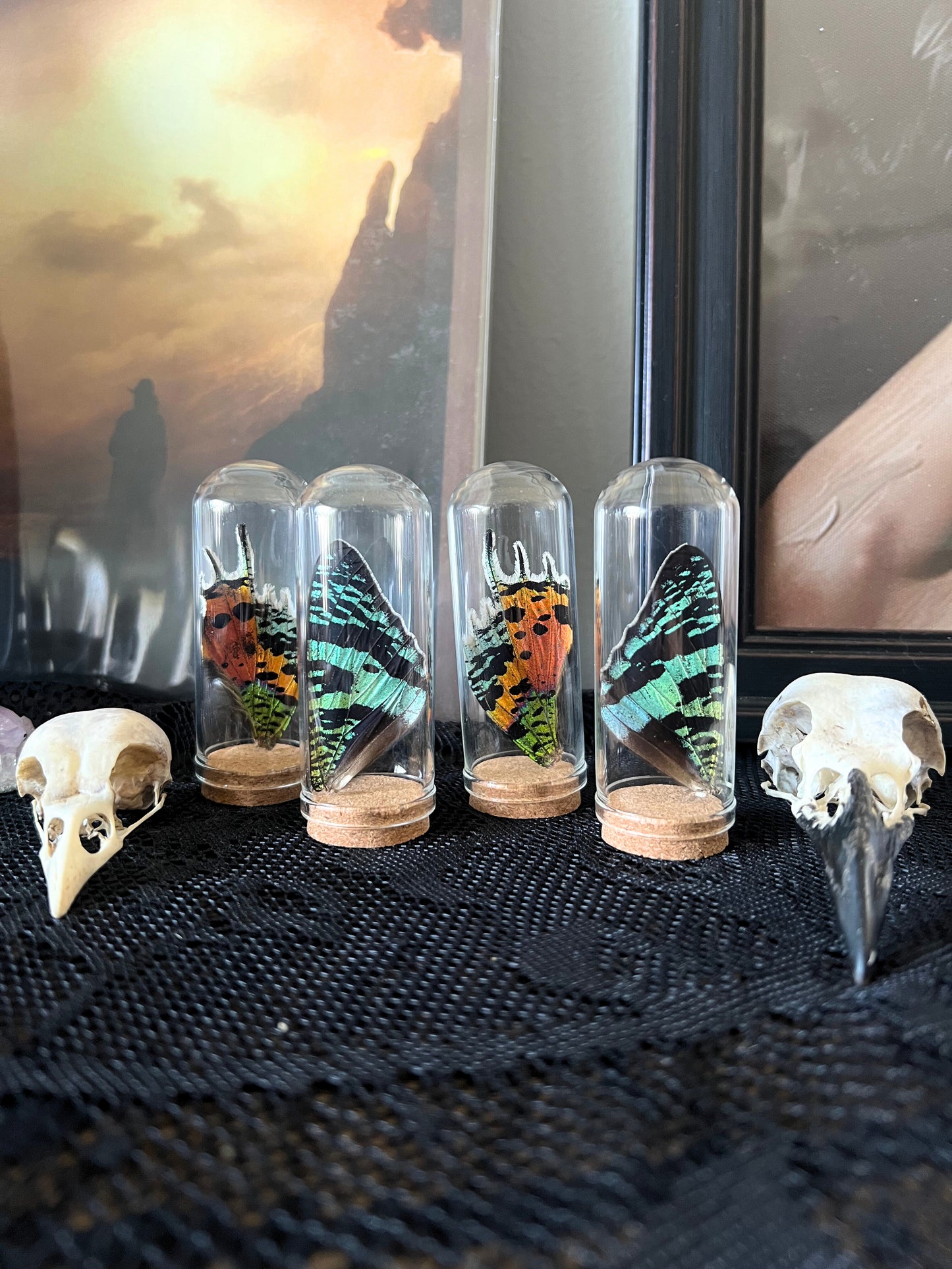 Madagascan sunset moth wings in glass jars with animal skulls on a textured surface