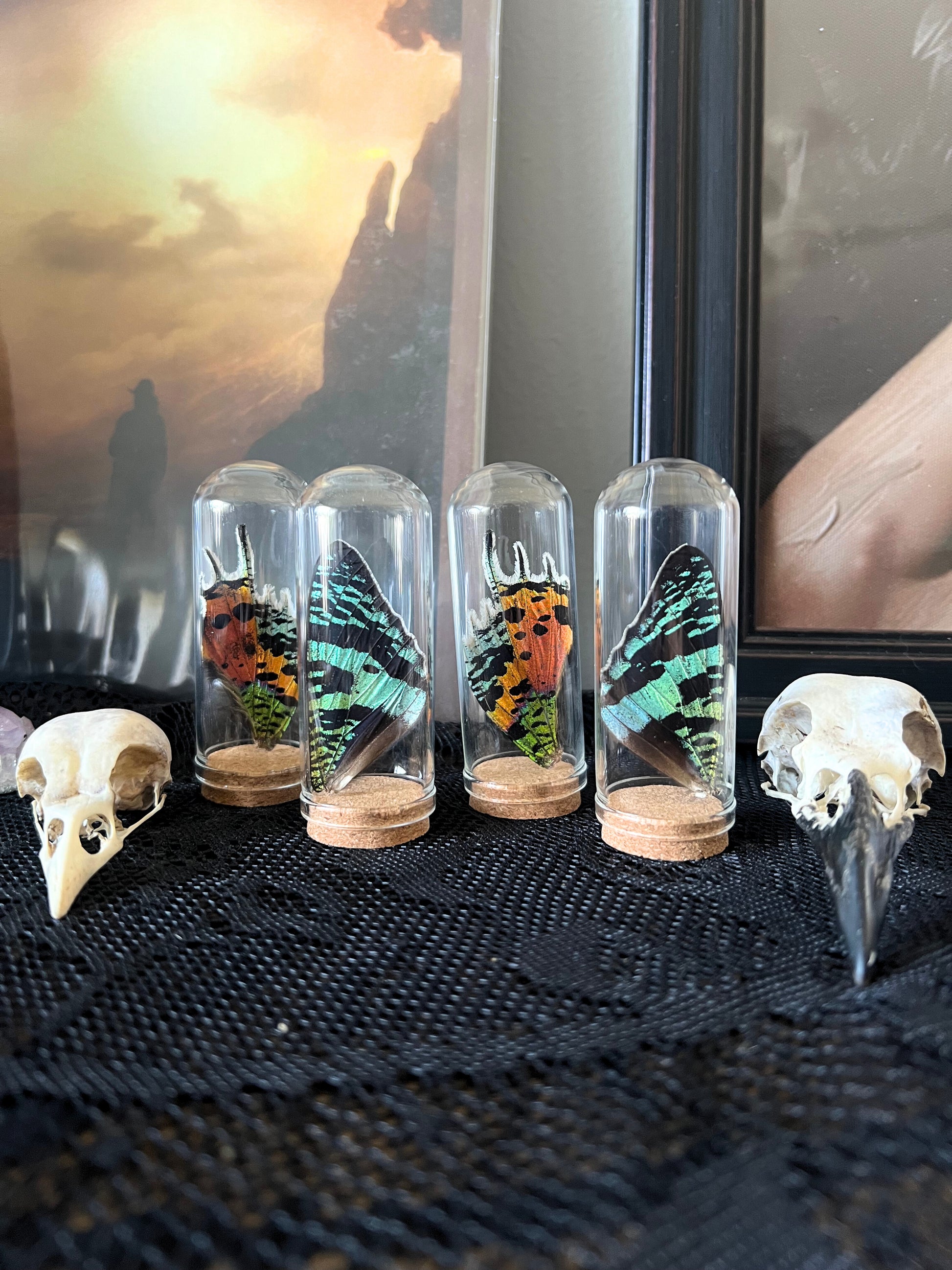 Madagascan sunset moth wings in glass jars with animal skulls on a textured surface