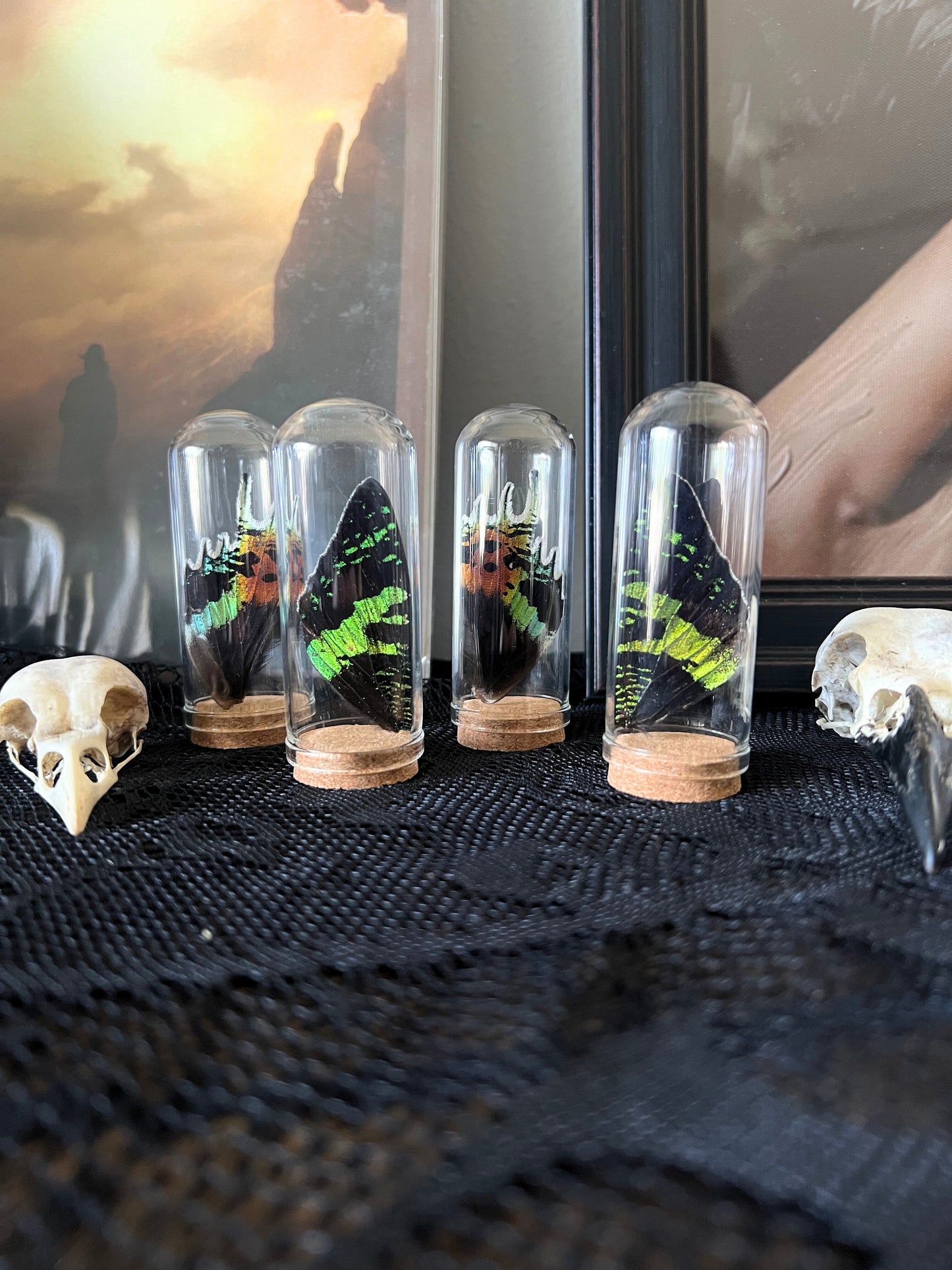 Madagascan sunset moth wings in glass jars on a textured surface with a blurred background