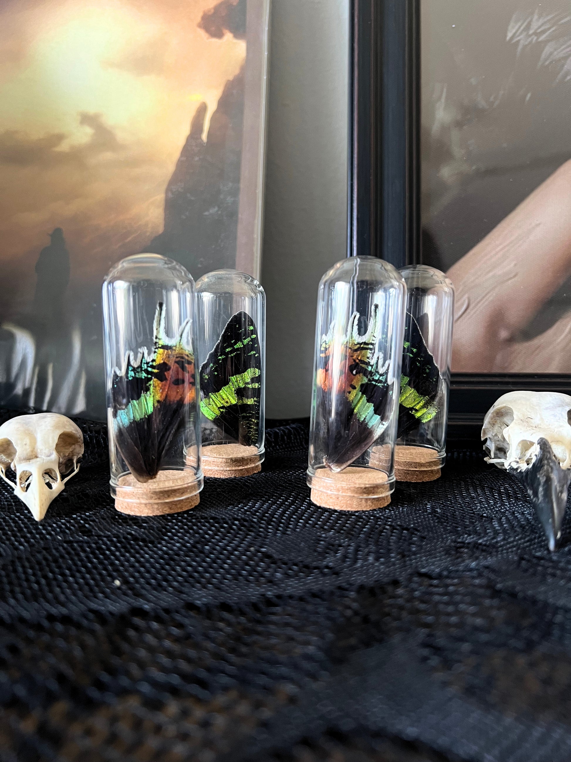 Madagascan sunset moth wings in glass jars on a black surface with a blurred background