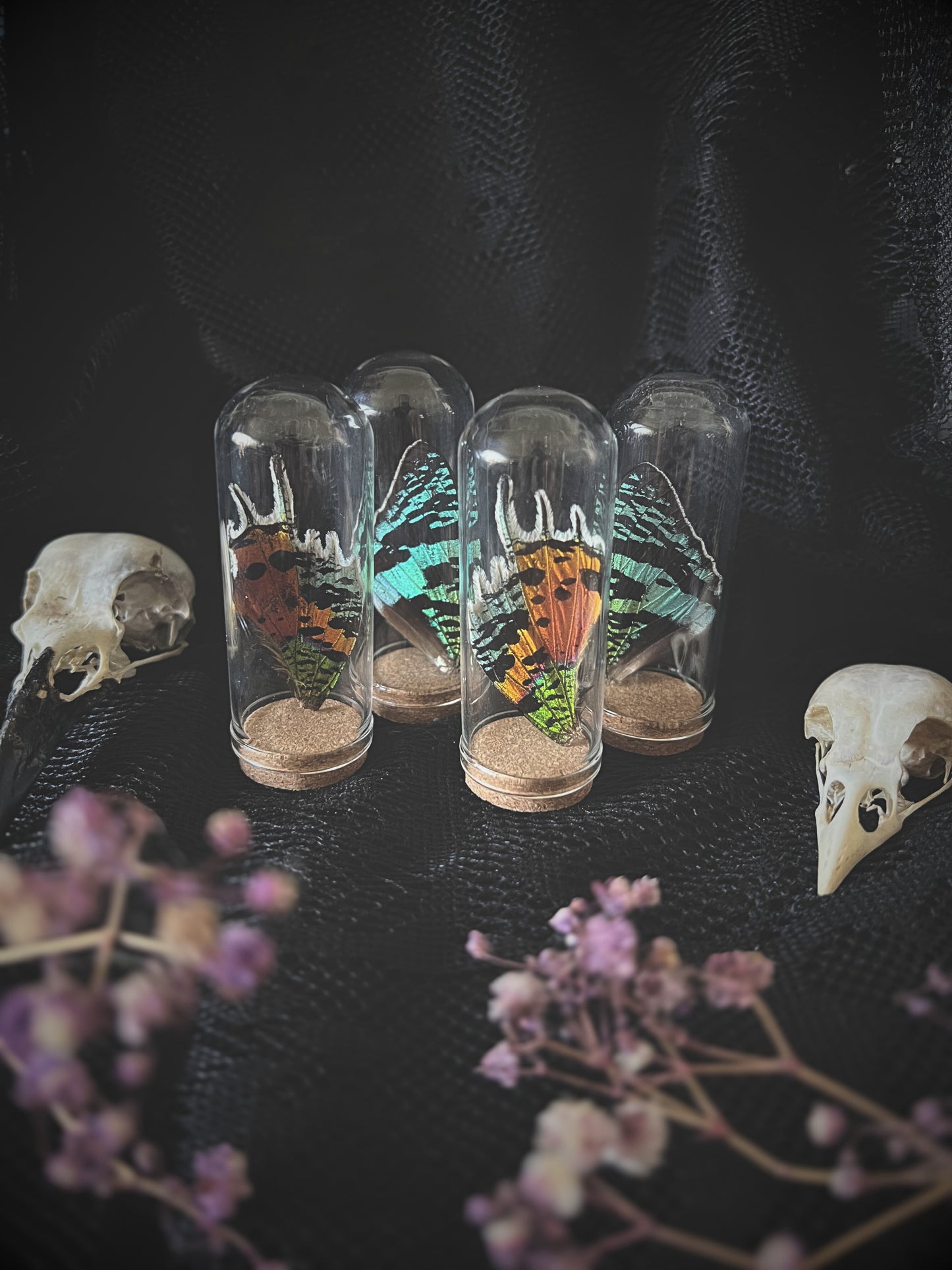 Three glass containers with madagascan sunset moth wings on a dark surface with flowers.