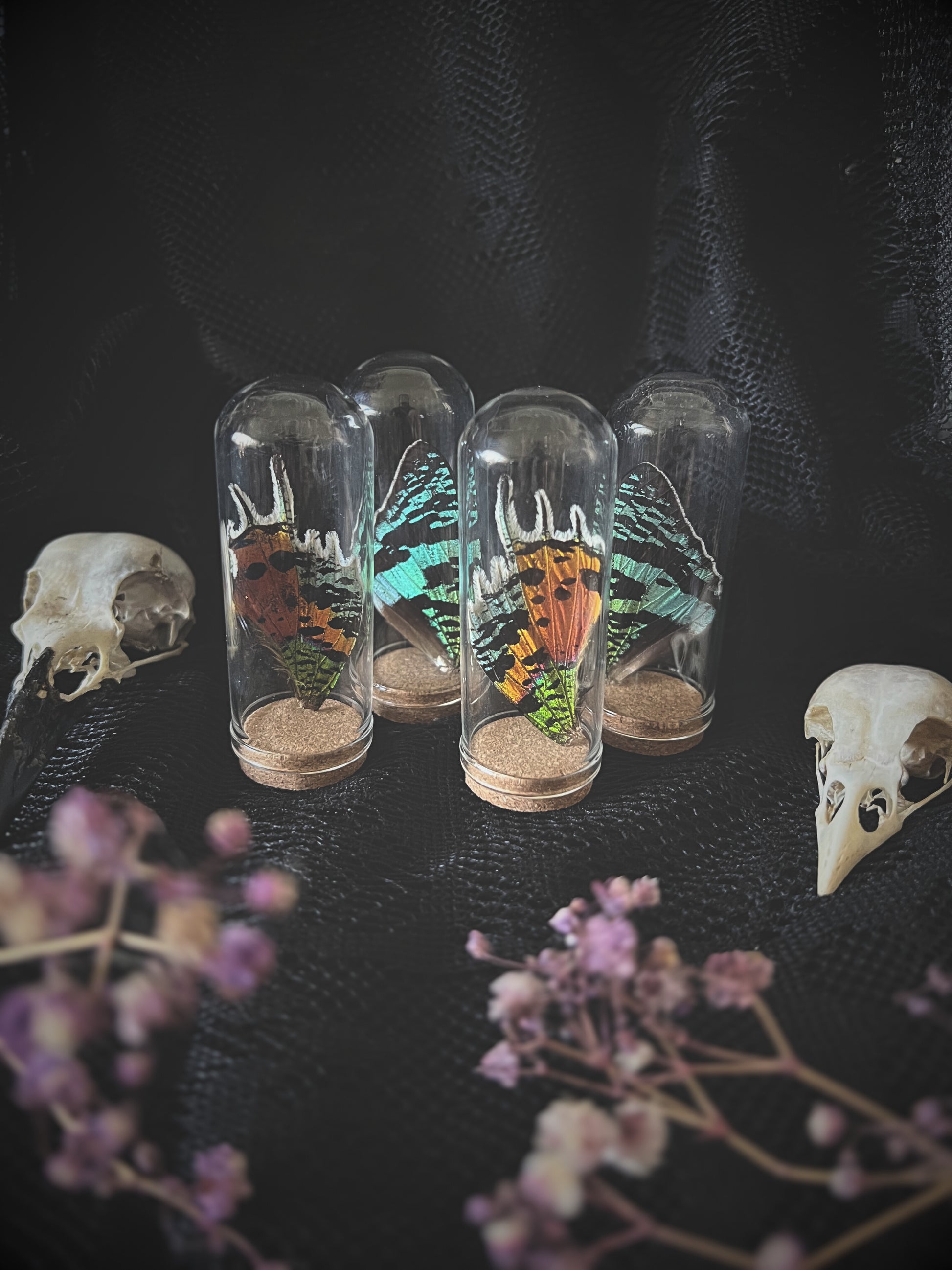 Three glass containers with madagascan sunset moth wings on a dark surface with flowers.