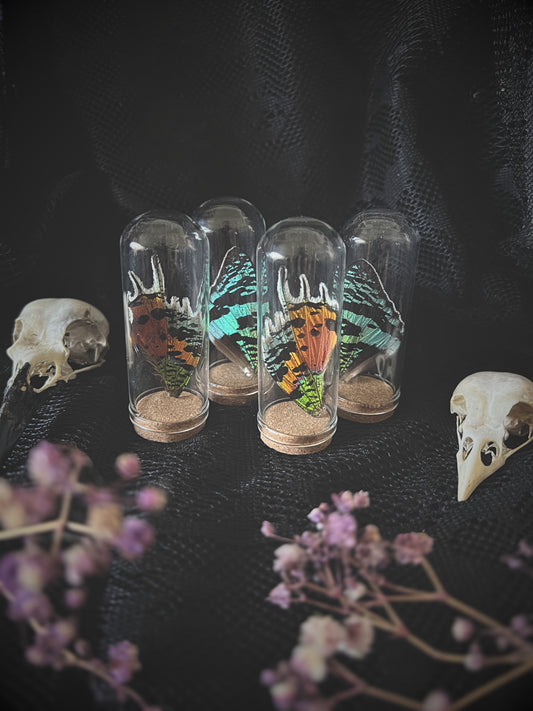 Three glass containers with madagascan sunset moth wings on a dark surface with flowers.