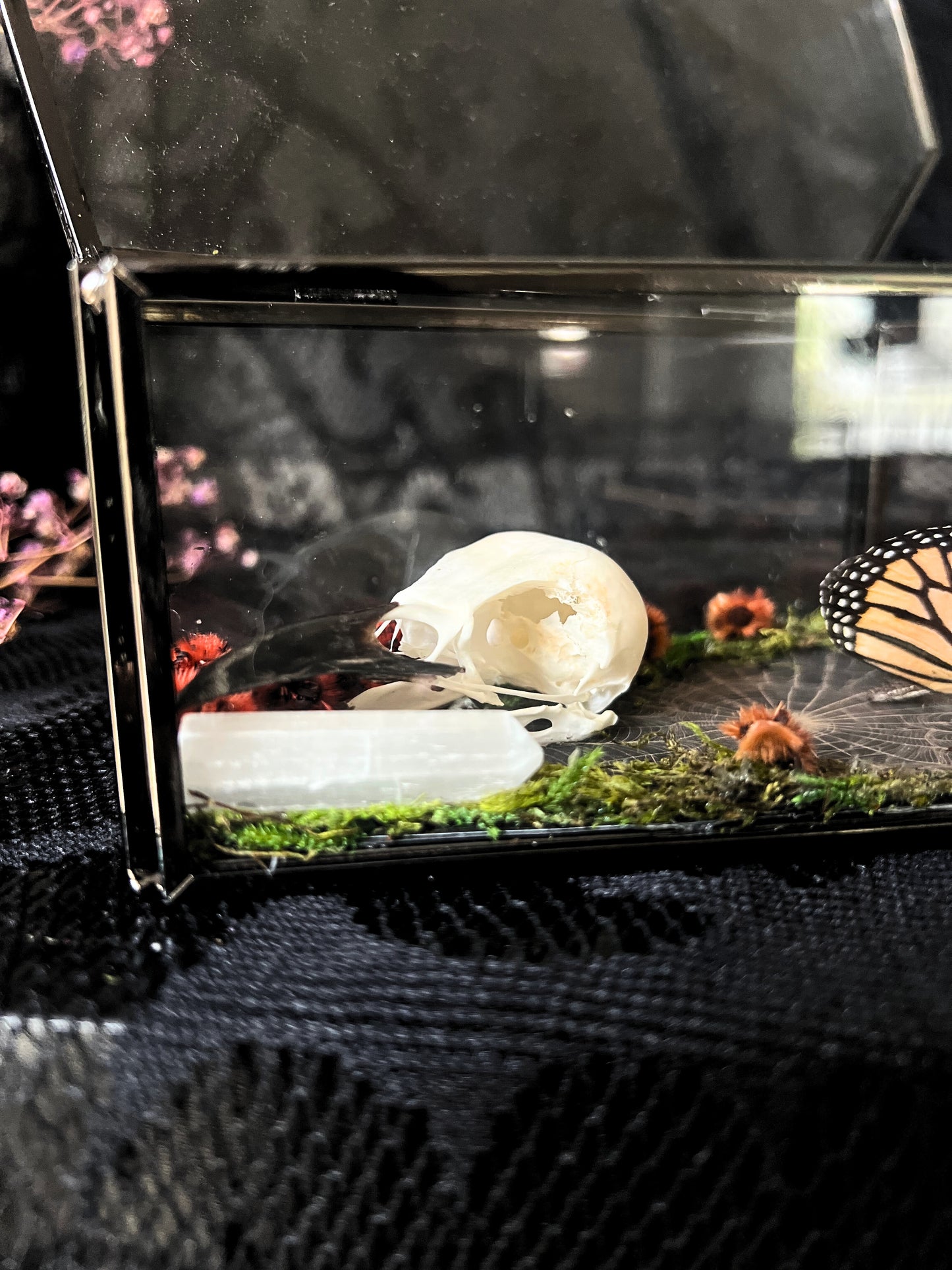 Monarch Butterfly (Danaus Plexippus) & Magpie Skull (Pica Pica) in Coffin Display