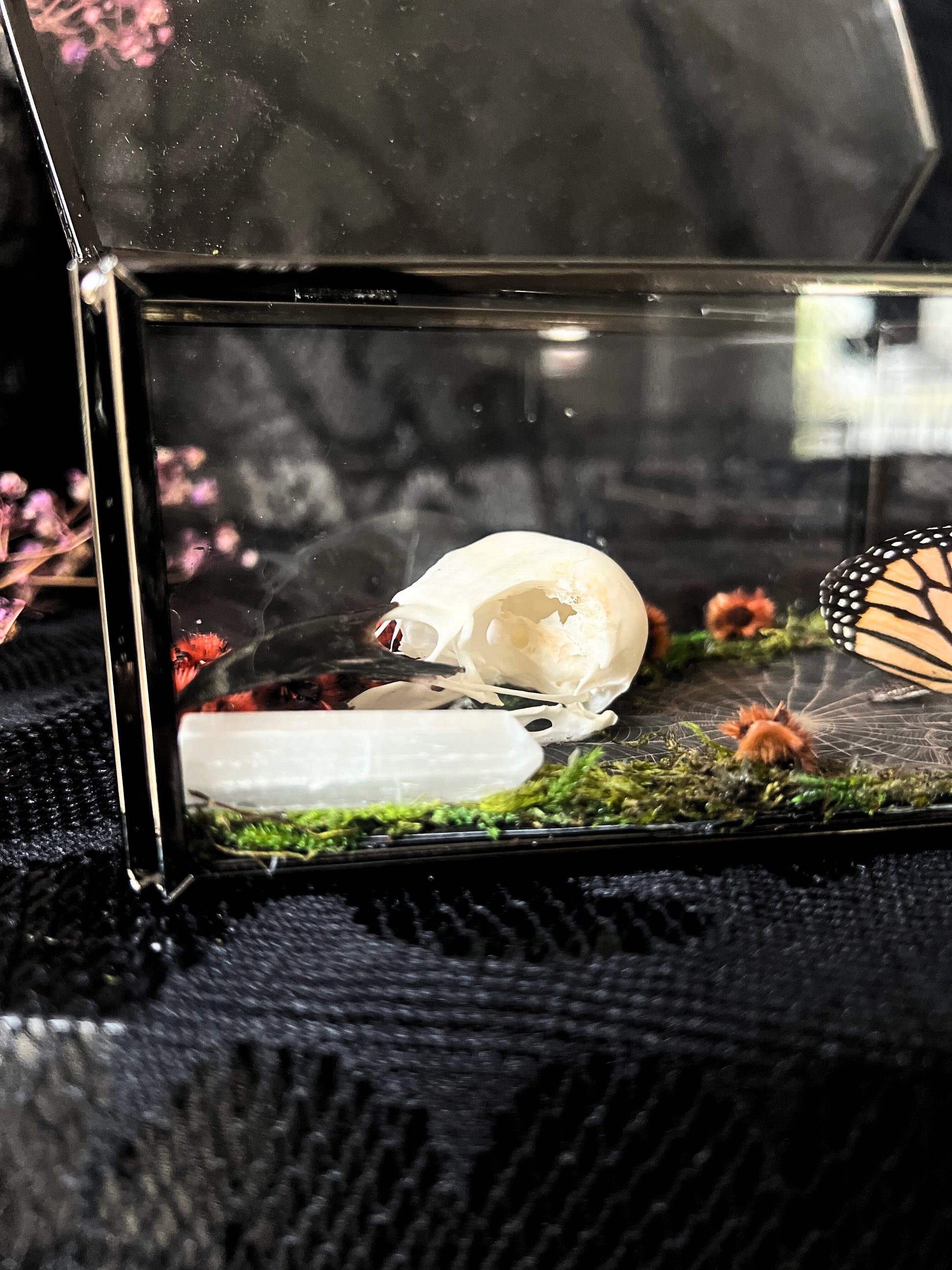 Monarch Butterfly (Danaus Plexippus) & Magpie Skull (Pica Pica) in Coffin Display