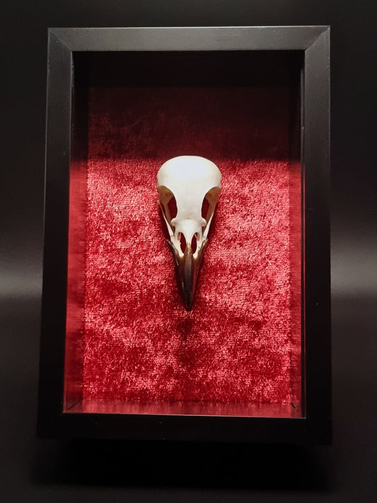 Magpie (Pica Pica) Skull in Frame