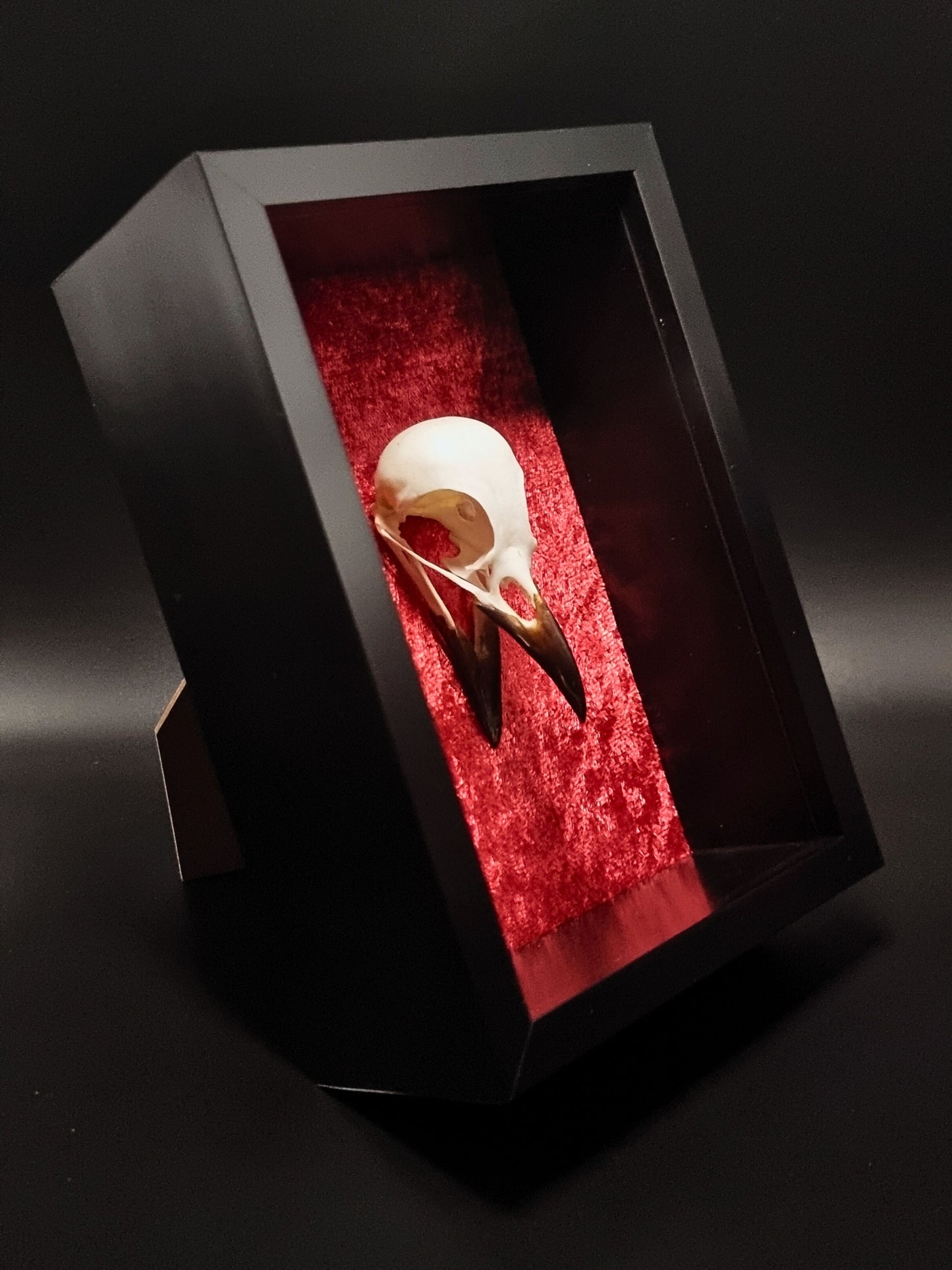 Magpie (Pica Pica) Skull in Frame