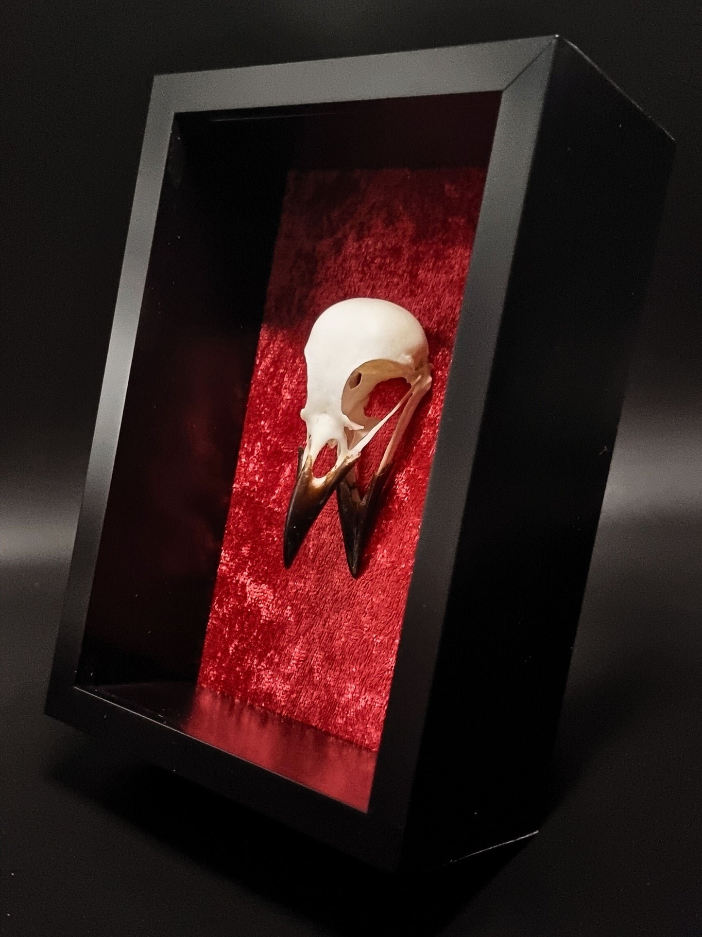 Magpie (Pica Pica) Skull in Frame