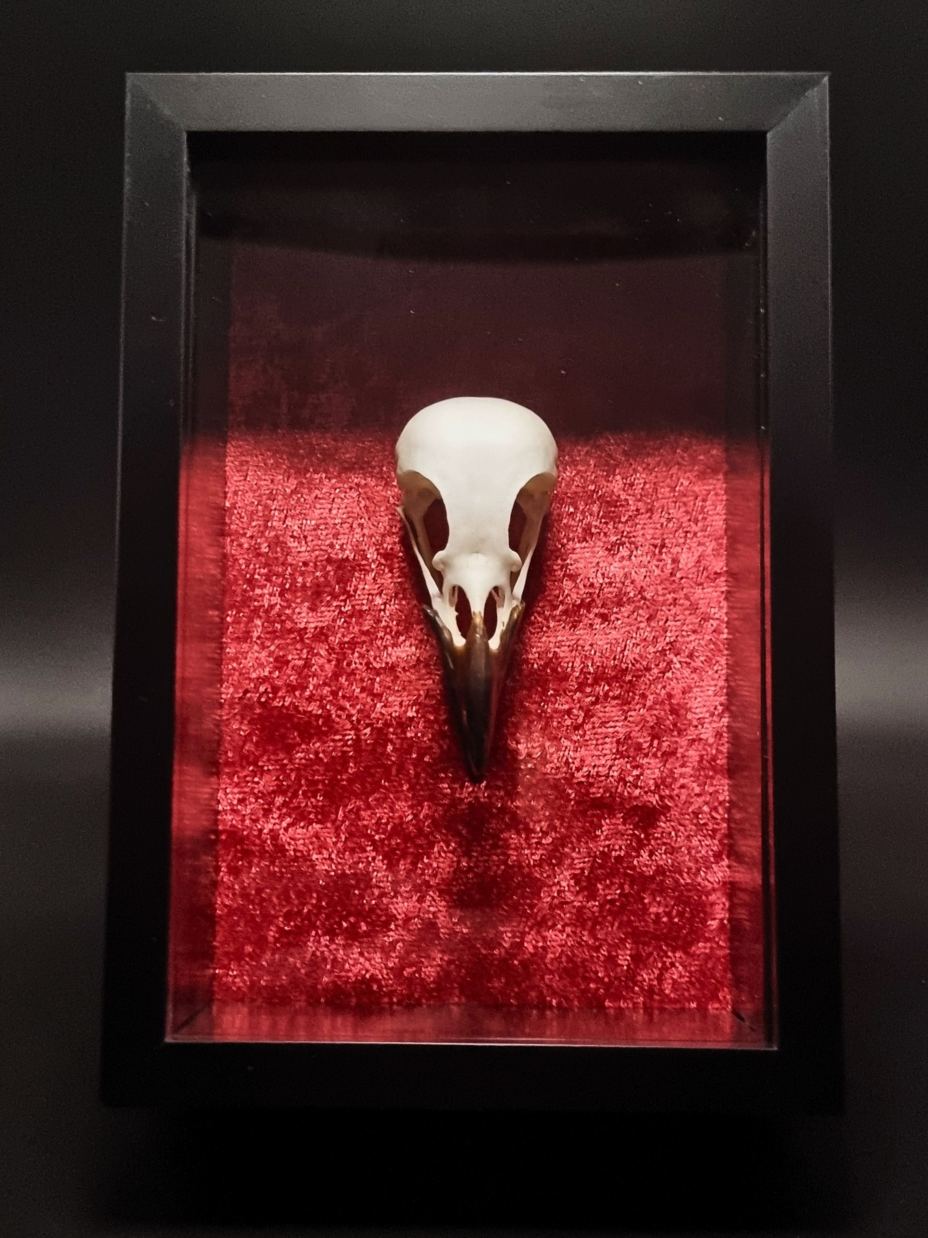 Magpie (Pica Pica) Skull in Frame – Corvus Oddities