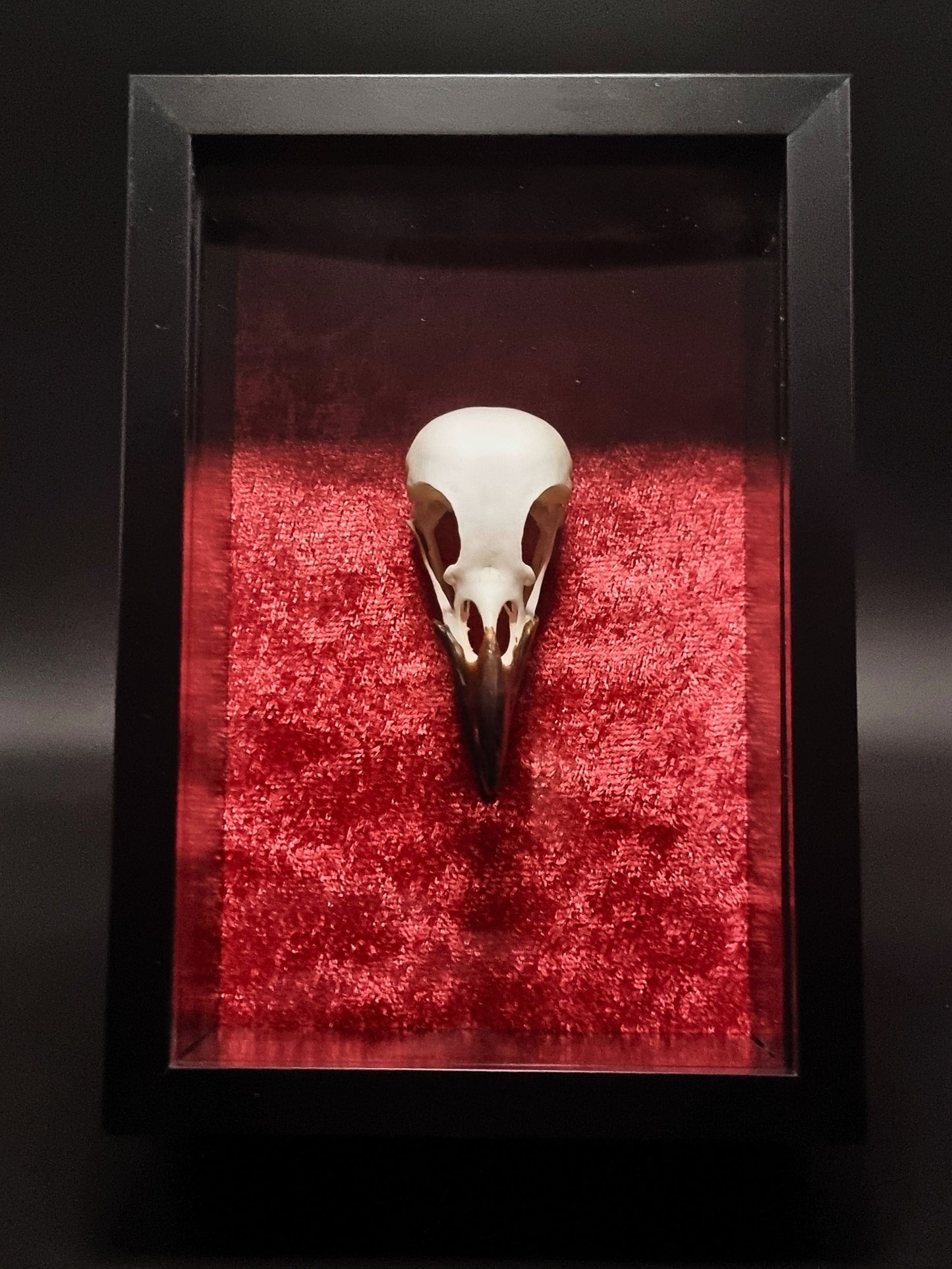 Magpie (Pica Pica) Skull in Frame
