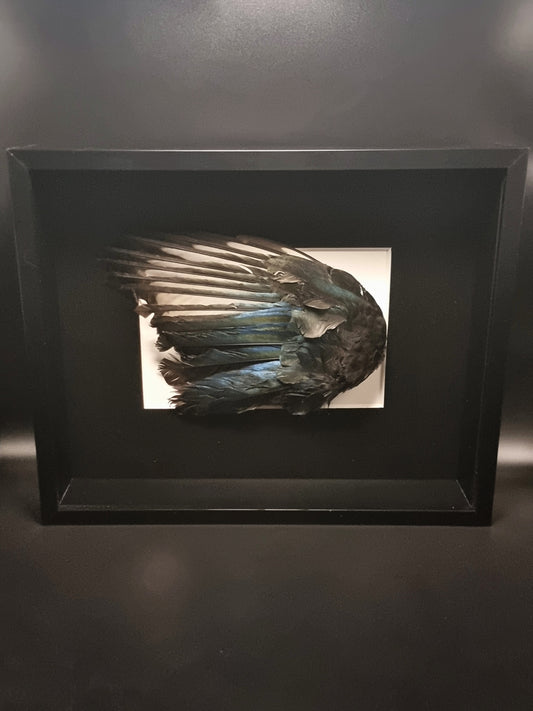 Magpie (Pica Pica) Wing in Frame