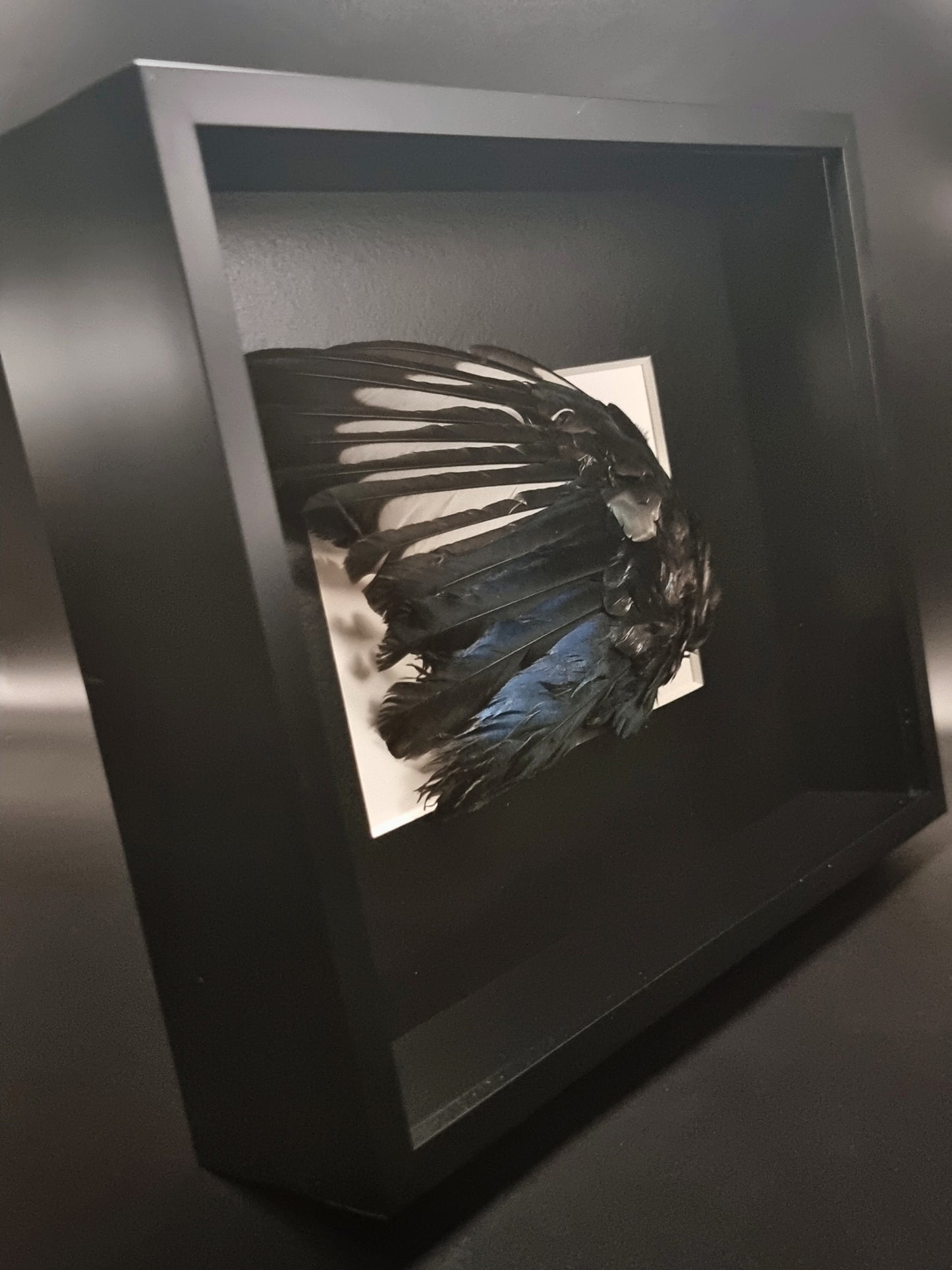 Magpie (Pica Pica) Wing in Frame