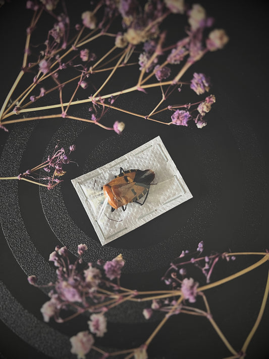 Man-Faced Stink Bug (Catacanthus Incarnatus)