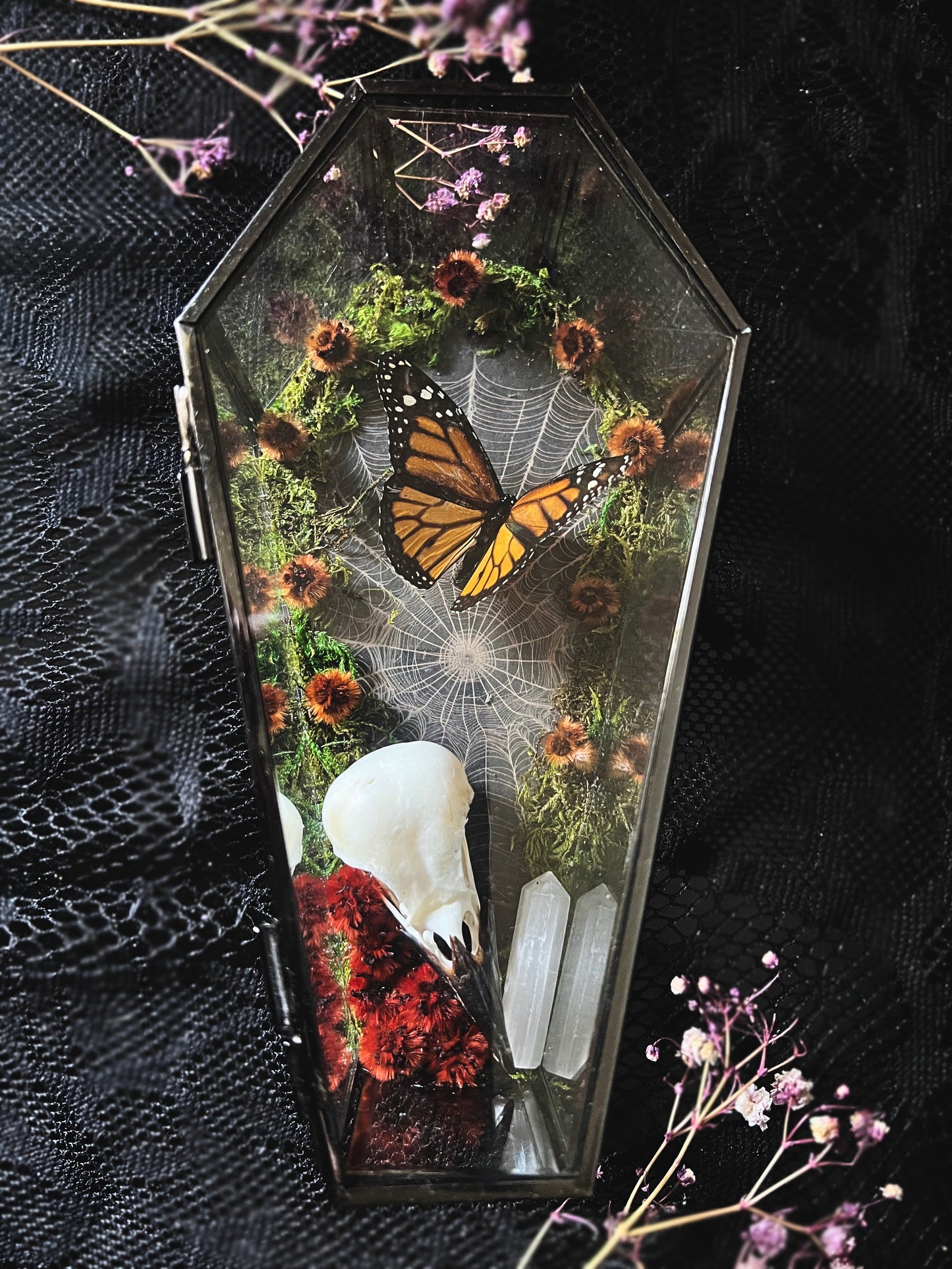 Monarch Butterfly (Danaus Plexippus) & Magpie Skull (Pica Pica) in Coffin Display