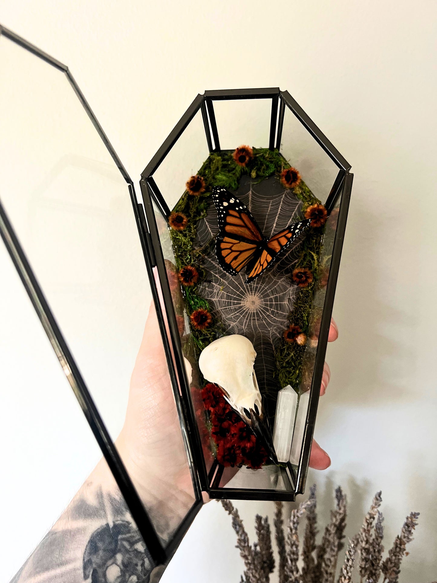 Monarch Butterfly (Danaus Plexippus) & Magpie Skull (Pica Pica) in Coffin Display
