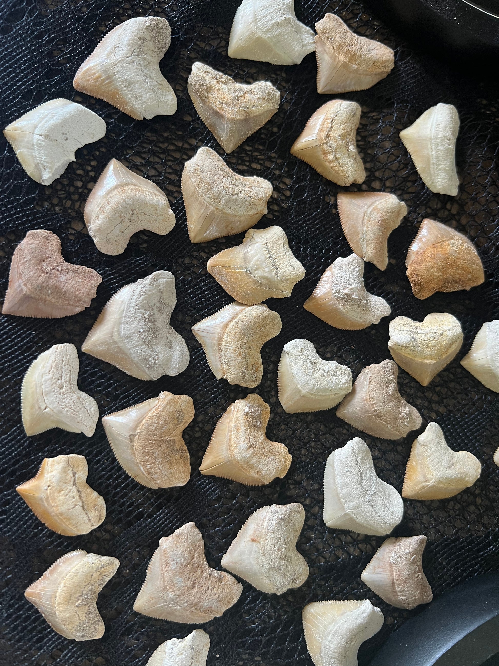 Moroccan Squalicorax Fossil Shark Teeth on a dark surface.