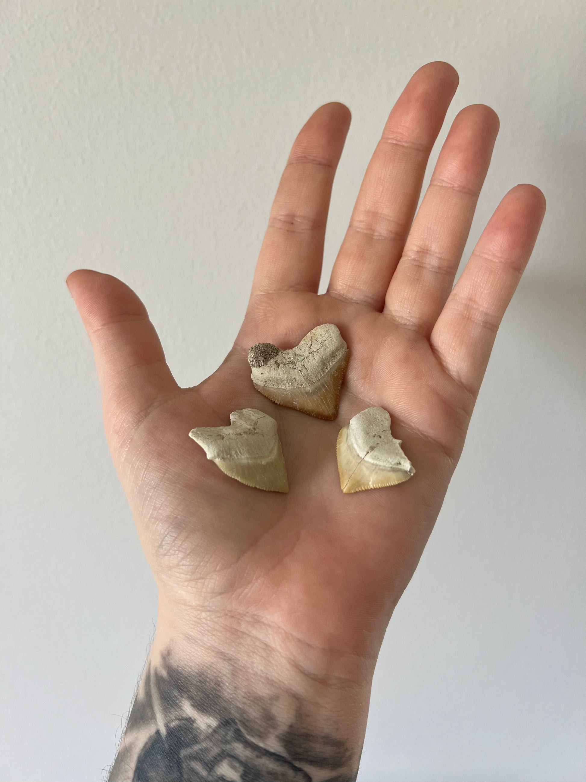 Hand holding three Moroccan Squalicorax Fossil Shark Teeth against a plain background