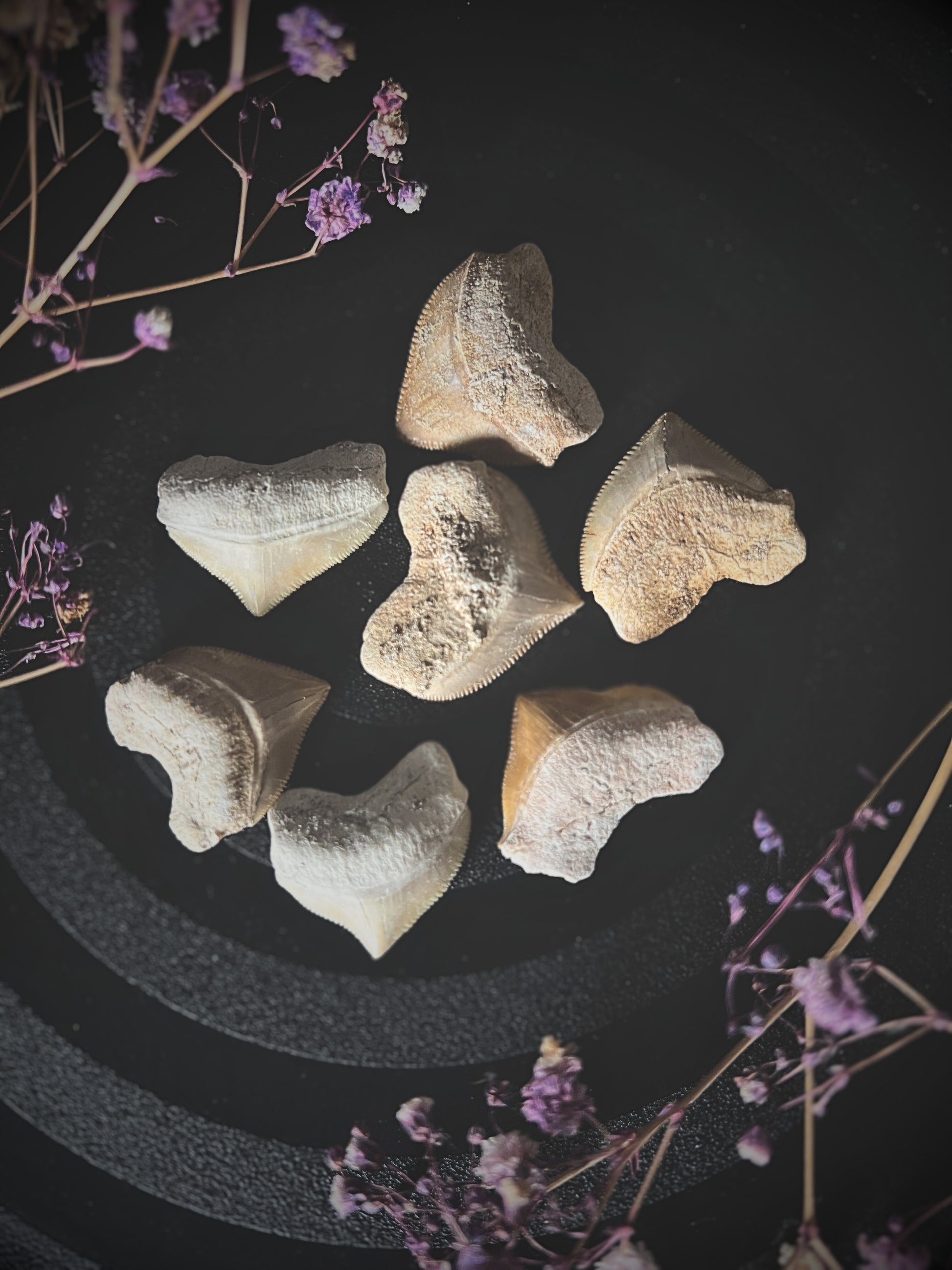 Fossilized shark teeth on a dark surface with dried flowers.