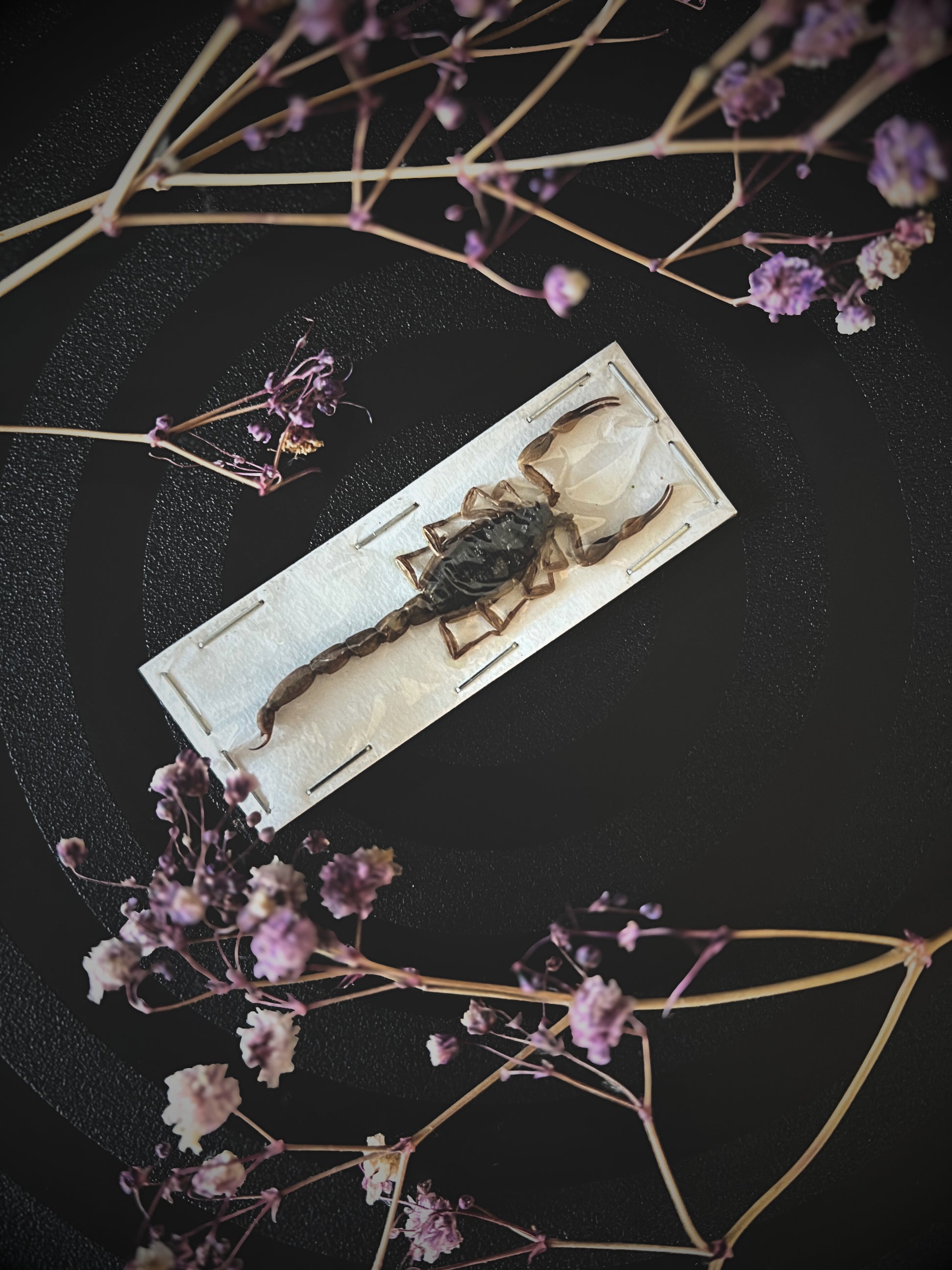 Preserved Olivierus Martensii scorpion on a white card with dried flowers on a dark background.