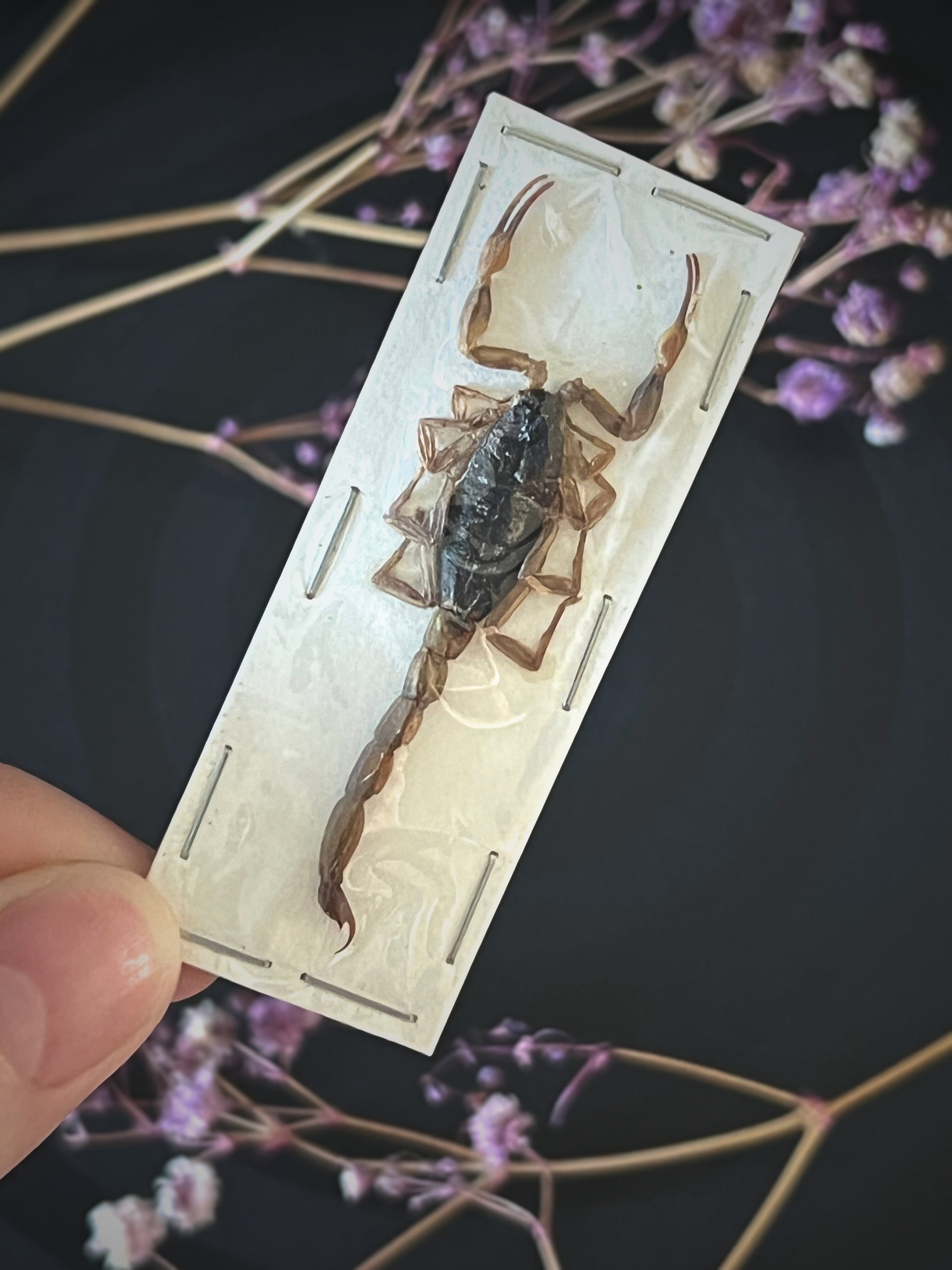 Preserved Olivierus Martensii scorpion on a card held by a hand with a dark background and purple flowers.