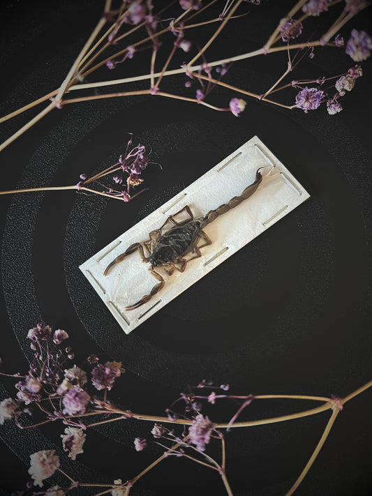 Preserved Olivierus Martensii scorpion on a white card with dried flowers on a dark background.