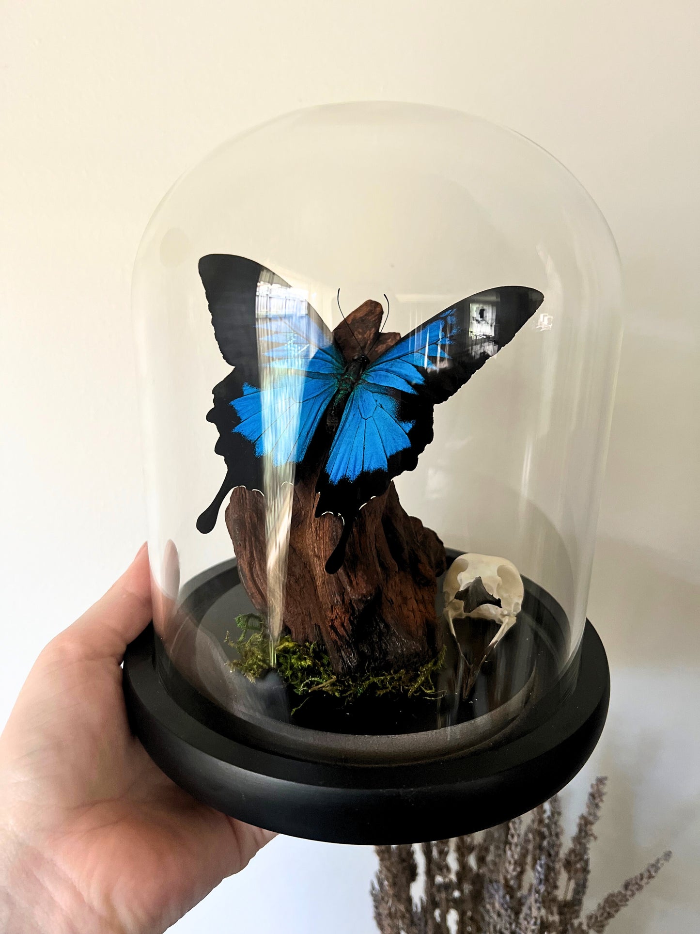 Blue Mountain Swallowtail Butterfly (Papilio Ulysses) & Magpie Skull (Pica Pica) in Glass Dome