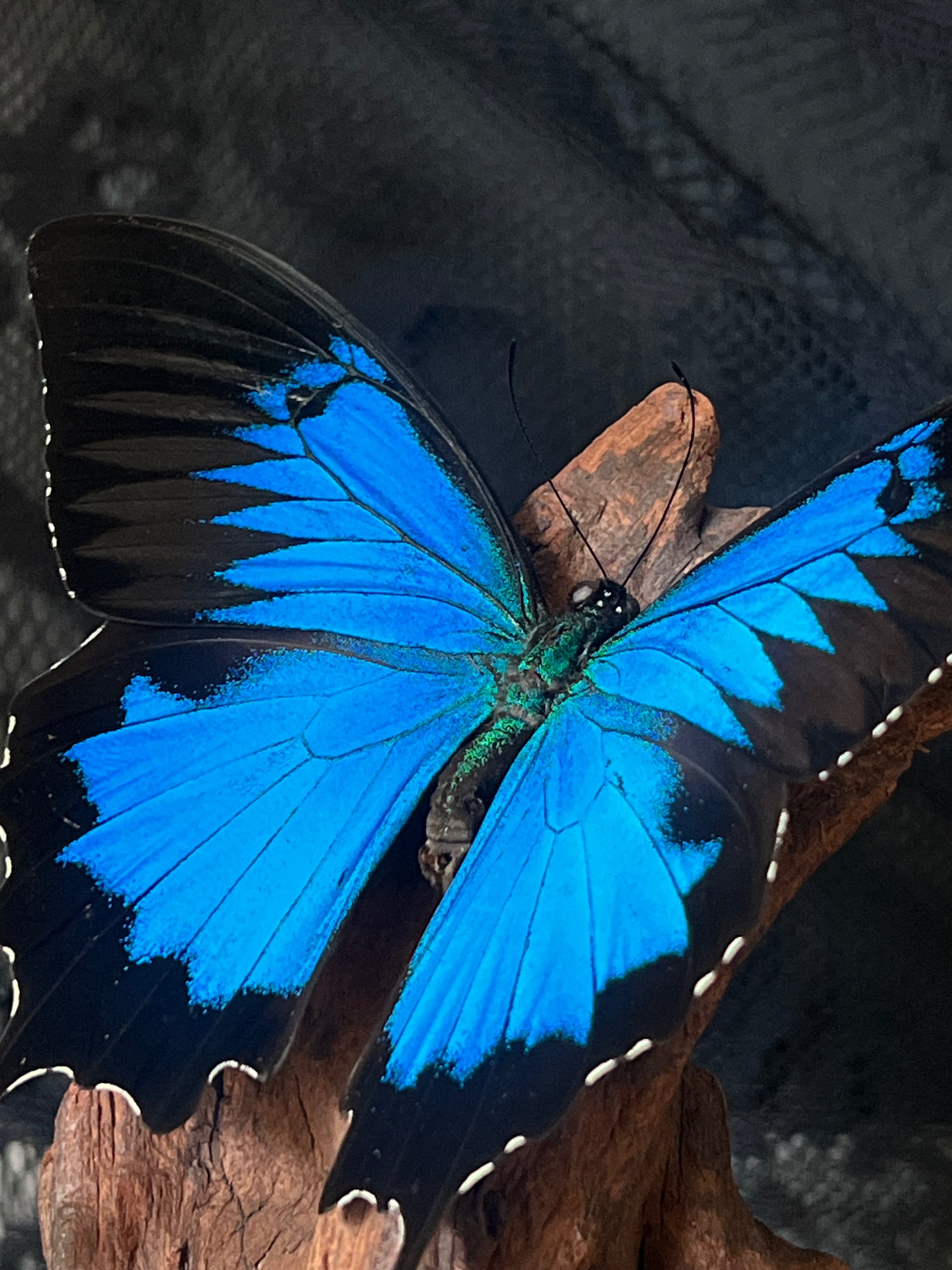 Blue Mountain Swallowtail Butterfly (Papilio Ulysses) in Glass Dome