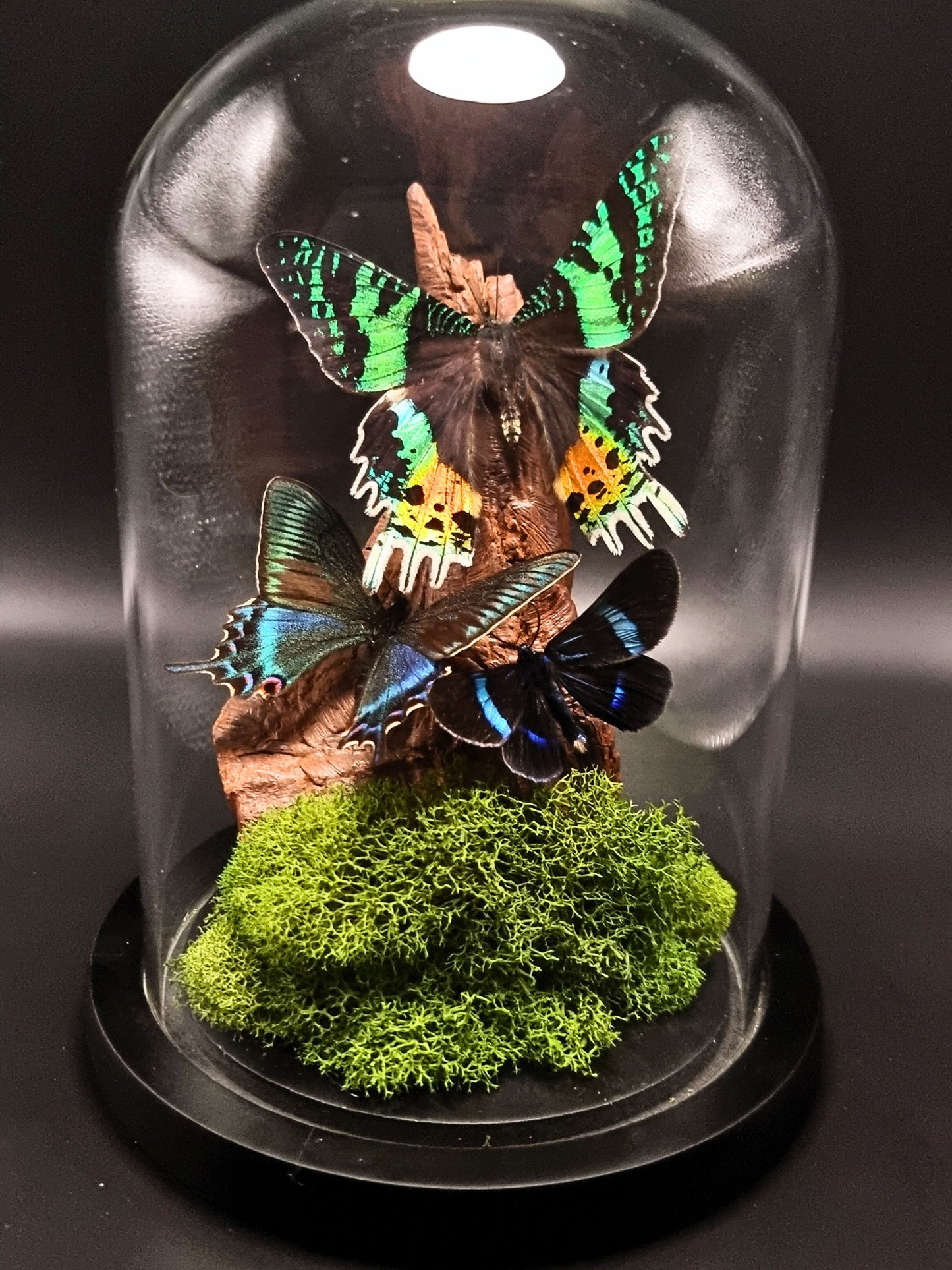Blue Day Flying Moth, Alpine Black Swallowtail & Madagascan Sunset Moth In Glass Dome