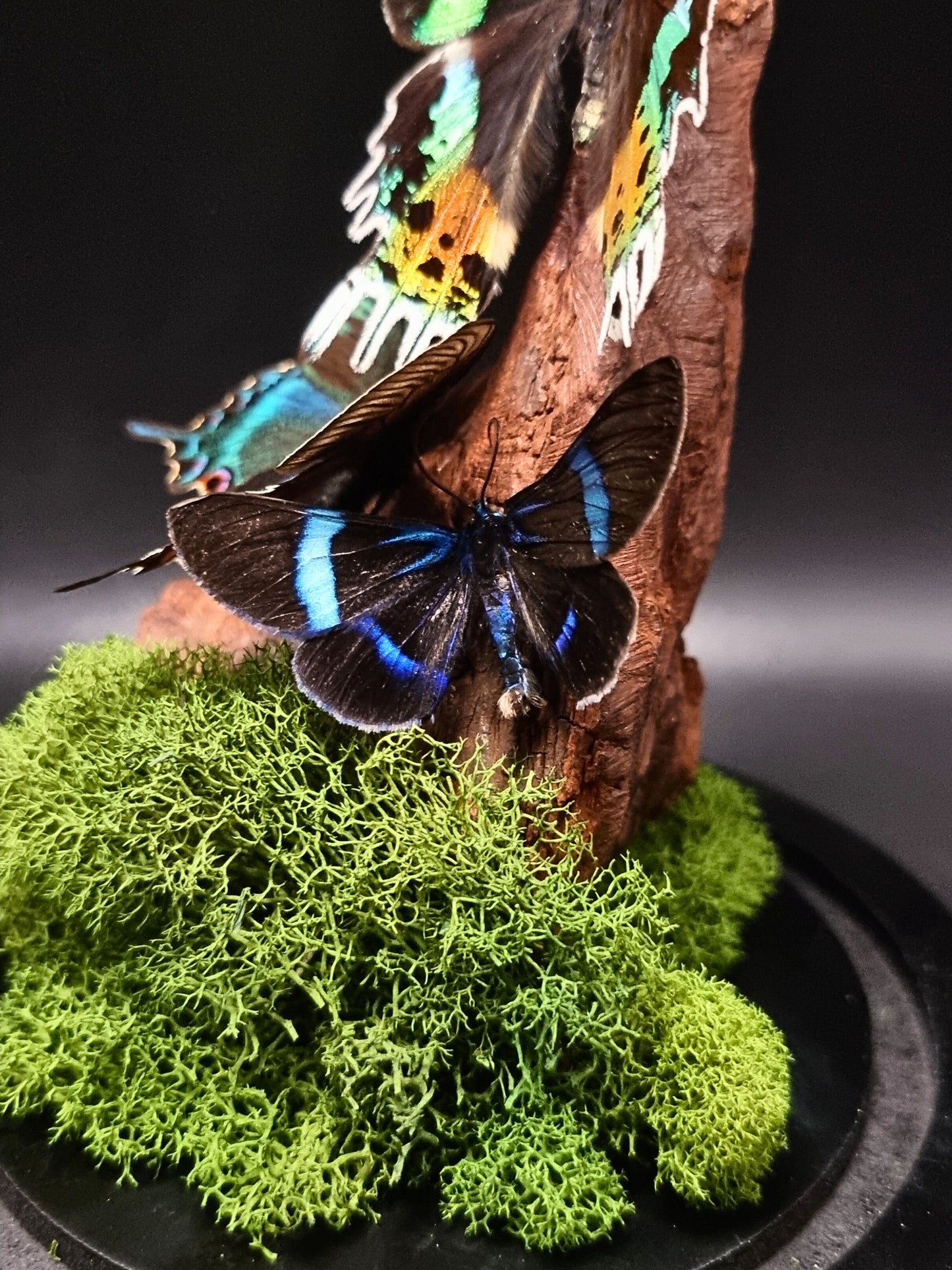 Blue Day Flying Moth, Alpine Black Swallowtail & Madagascan Sunset Moth In Glass Dome