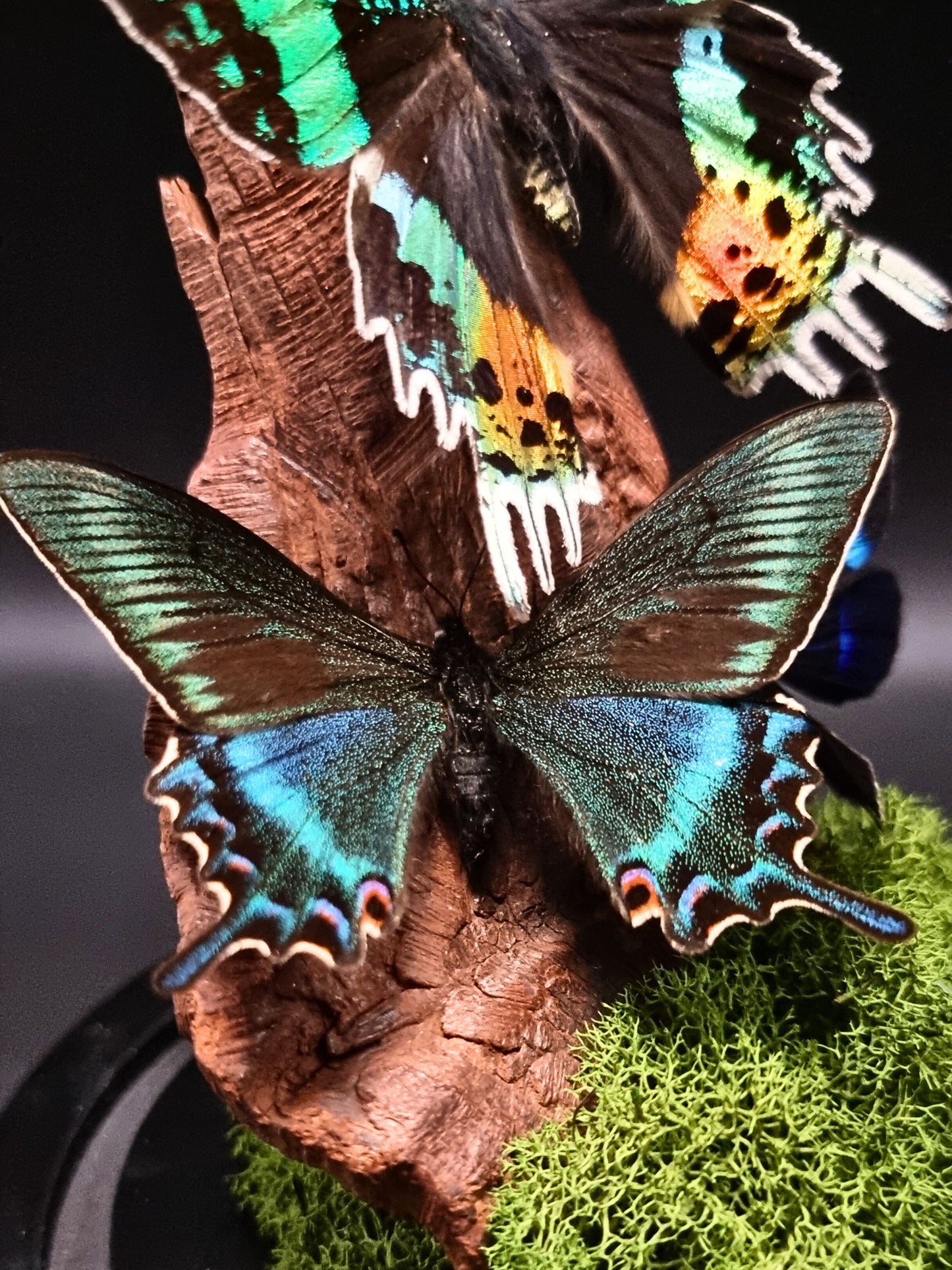 Blue Day Flying Moth, Alpine Black Swallowtail & Madagascan Sunset Moth In Glass Dome