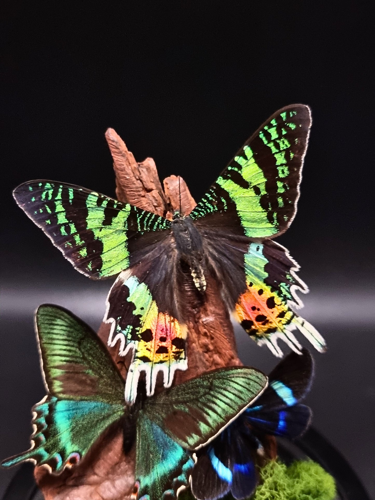 Blue Day Flying Moth, Alpine Black Swallowtail & Madagascan Sunset Moth In Glass Dome