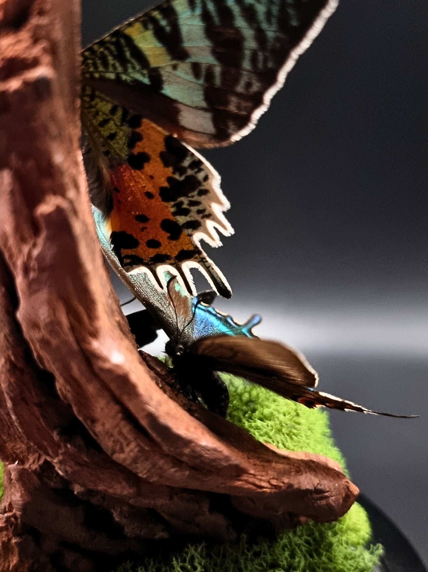 Blue Day Flying Moth, Alpine Black Swallowtail & Madagascan Sunset Moth In Glass Dome