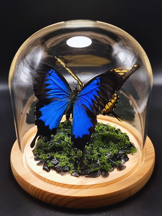 King Swallowtail & Ulysses Butterflies In Glass Dome